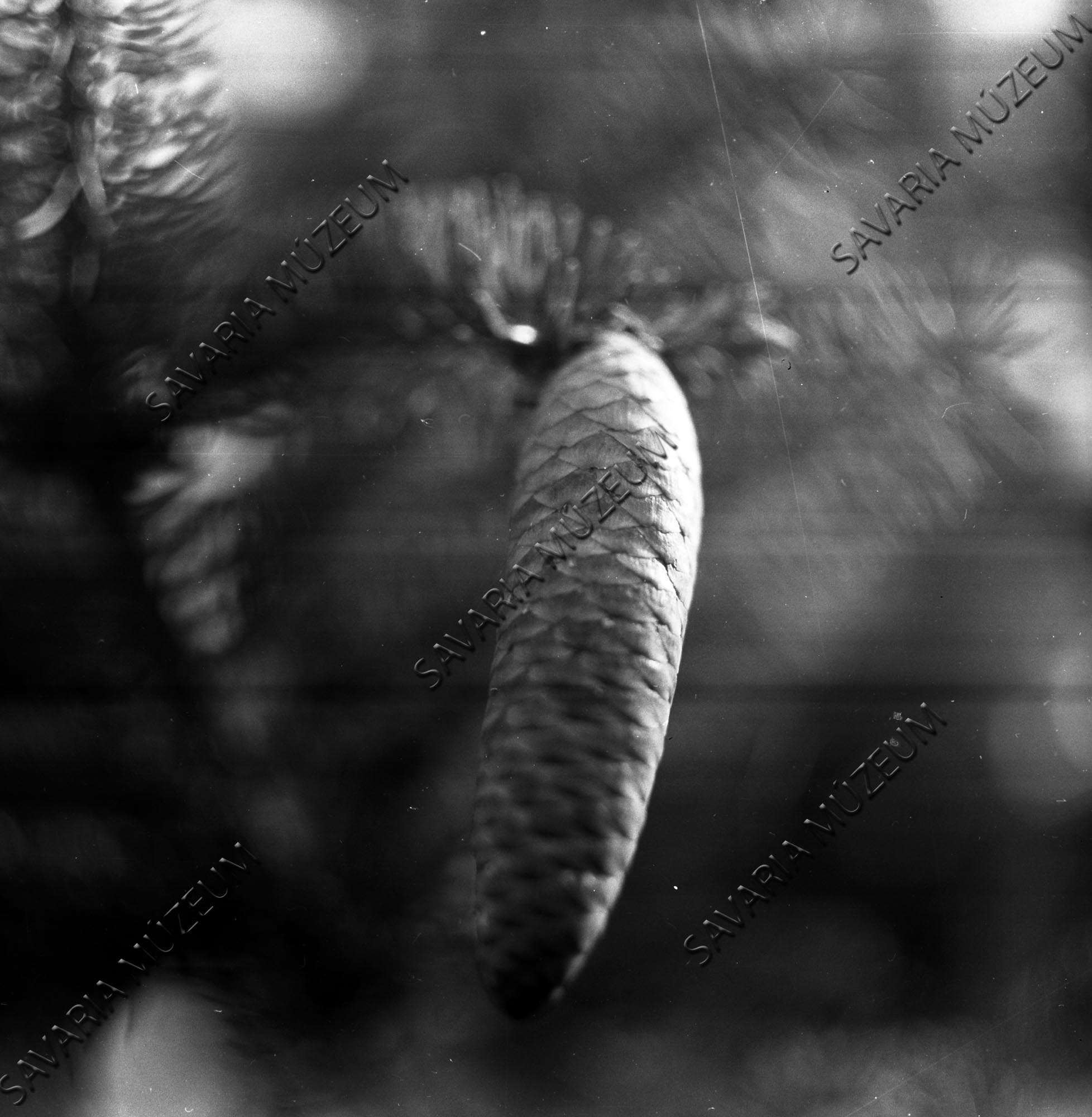 Picea pungens `Koster` (Savaria Megyei Hatókörű Városi Múzeum, Szombathely CC BY-NC-SA)