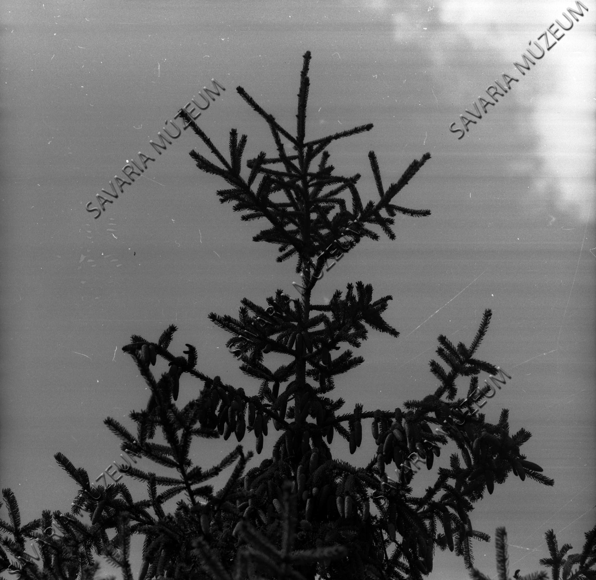 Picea pungens (Savaria Megyei Hatókörű Városi Múzeum, Szombathely CC BY-NC-SA)