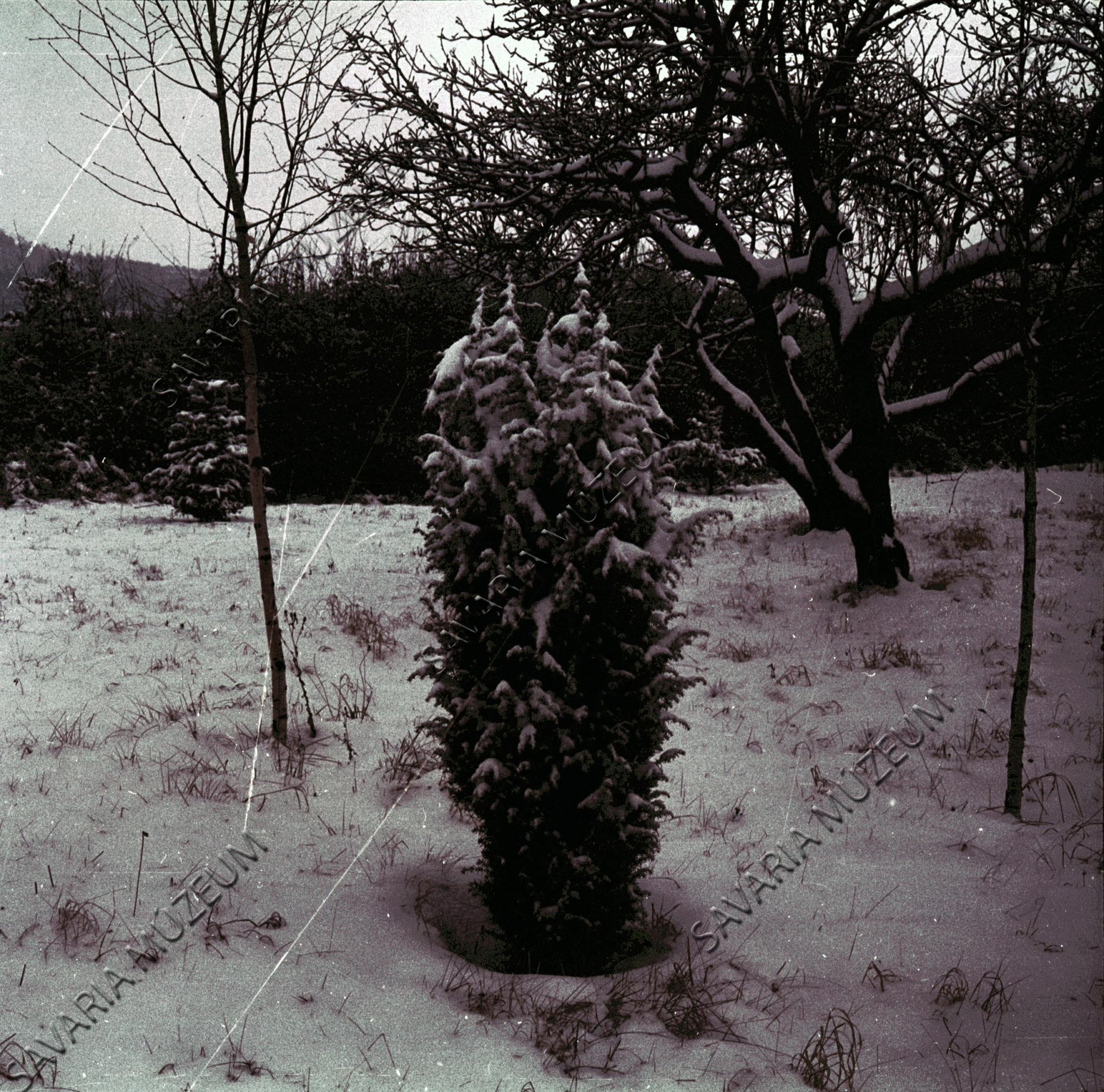 Juniperus communis `Stricta` (Savaria Megyei Hatókörű Városi Múzeum, Szombathely CC BY-NC-SA)