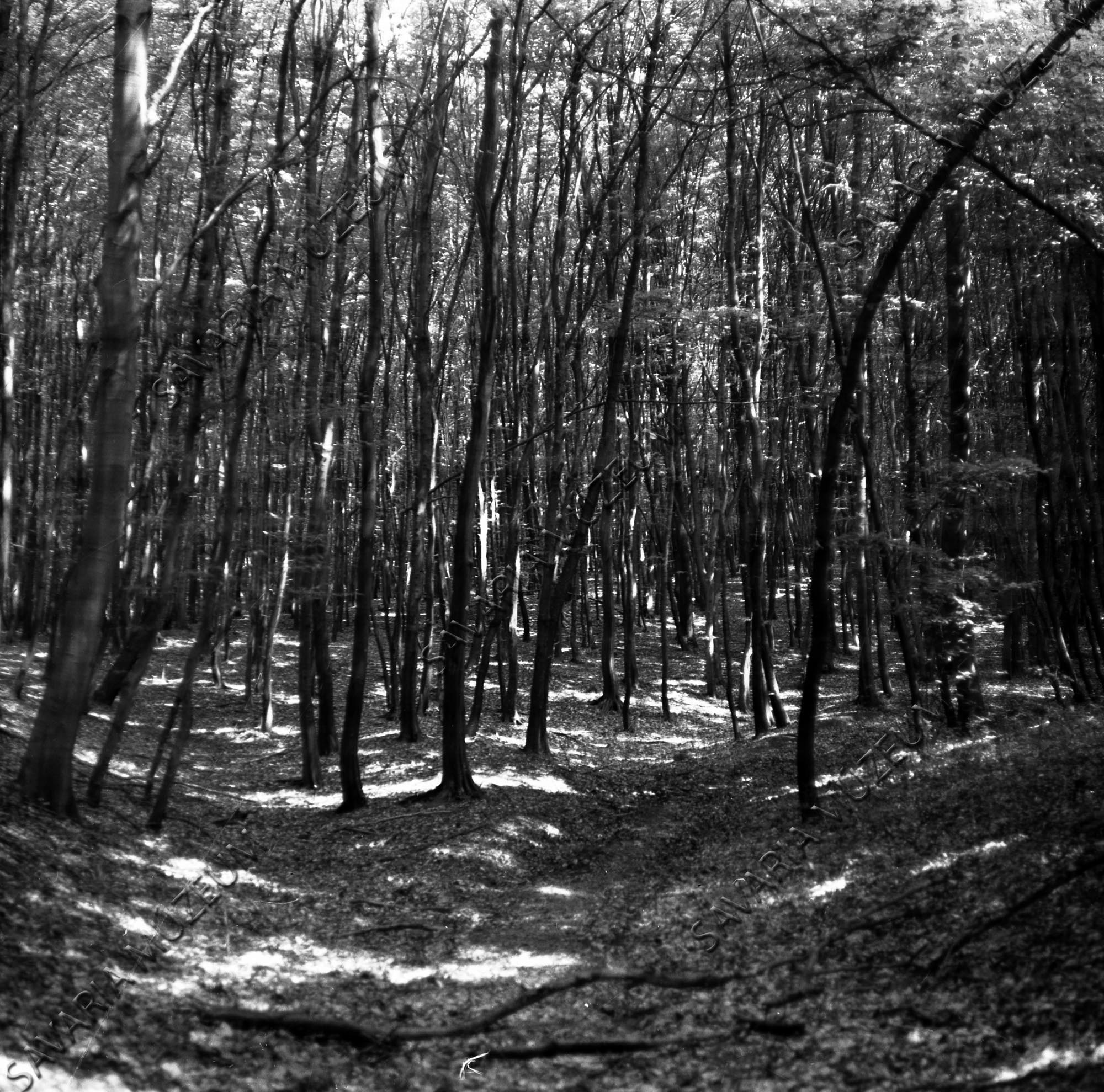 Erdő részlet (Savaria Megyei Hatókörű Városi Múzeum, Szombathely CC BY-NC-SA)