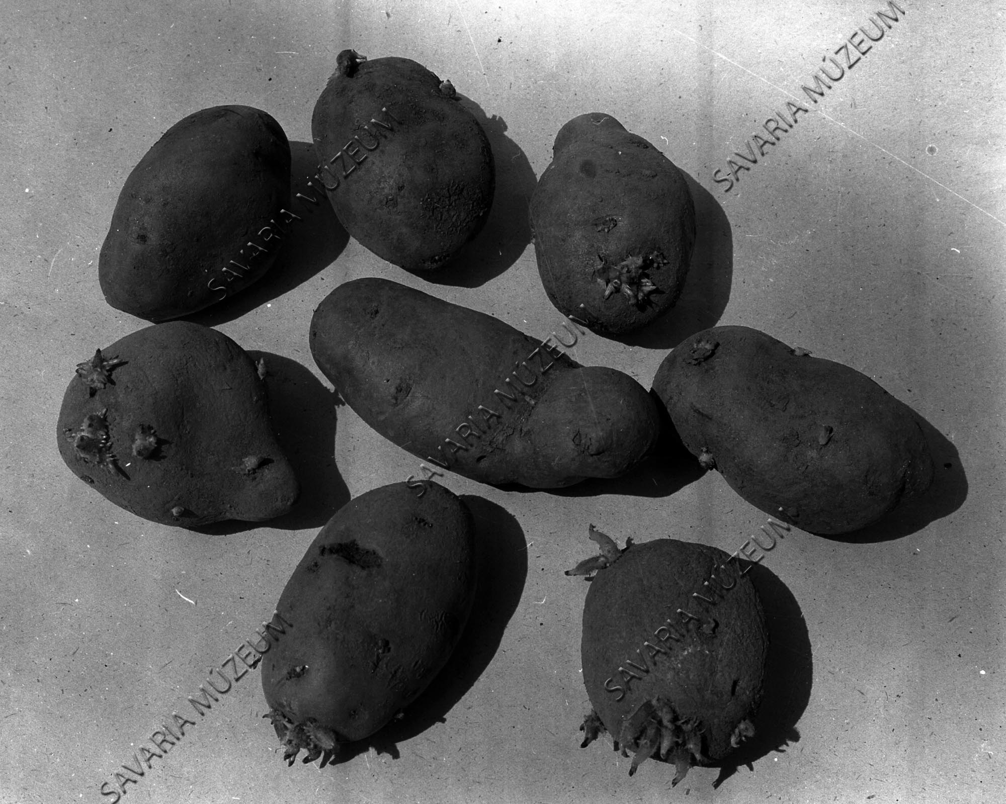 Burgonyák (Savaria Megyei Hatókörű Városi Múzeum, Szombathely CC BY-NC-SA)