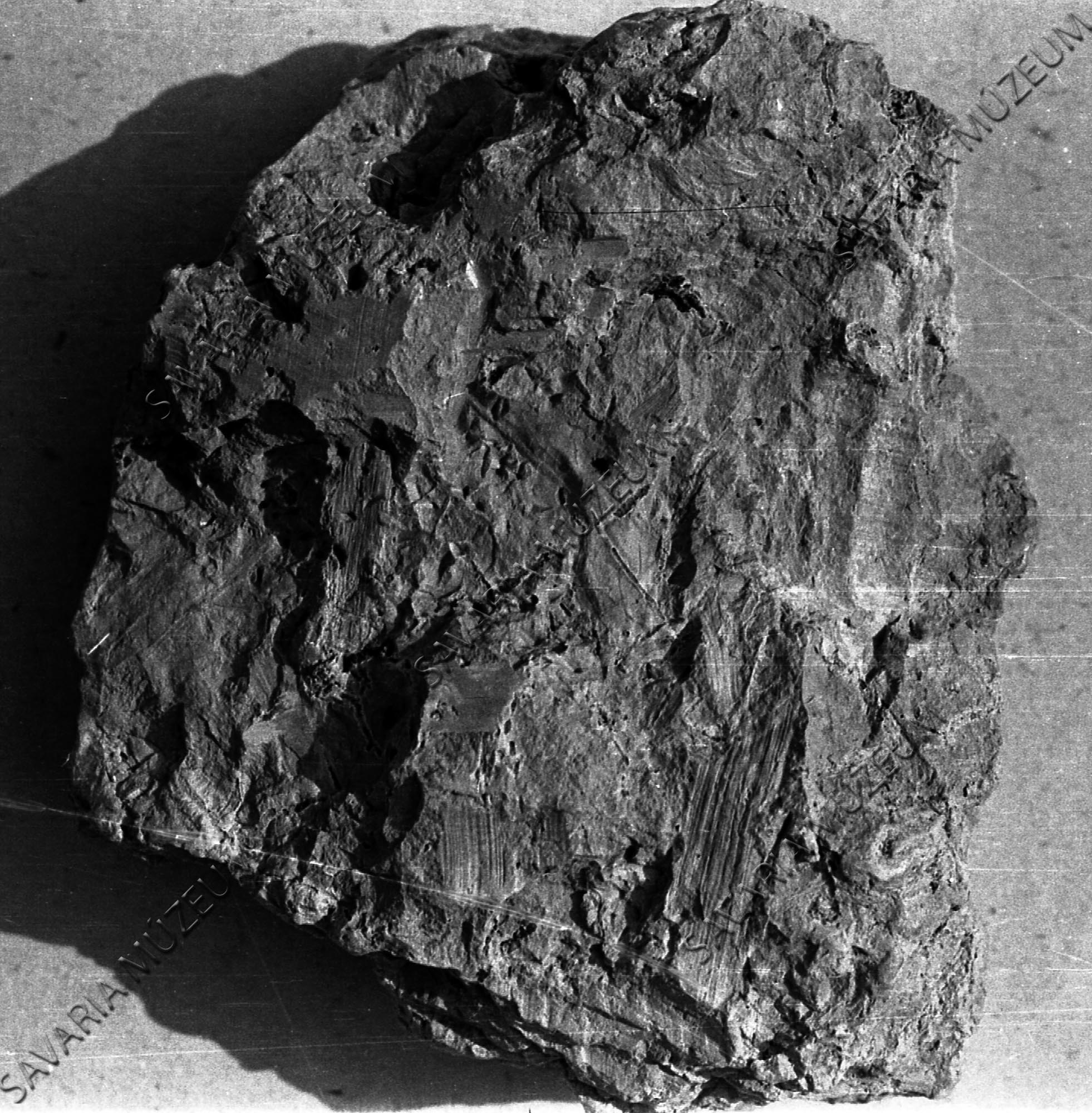Alnus sp. Tömördről (Savaria Megyei Hatókörű Városi Múzeum, Szombathely CC BY-NC-SA)