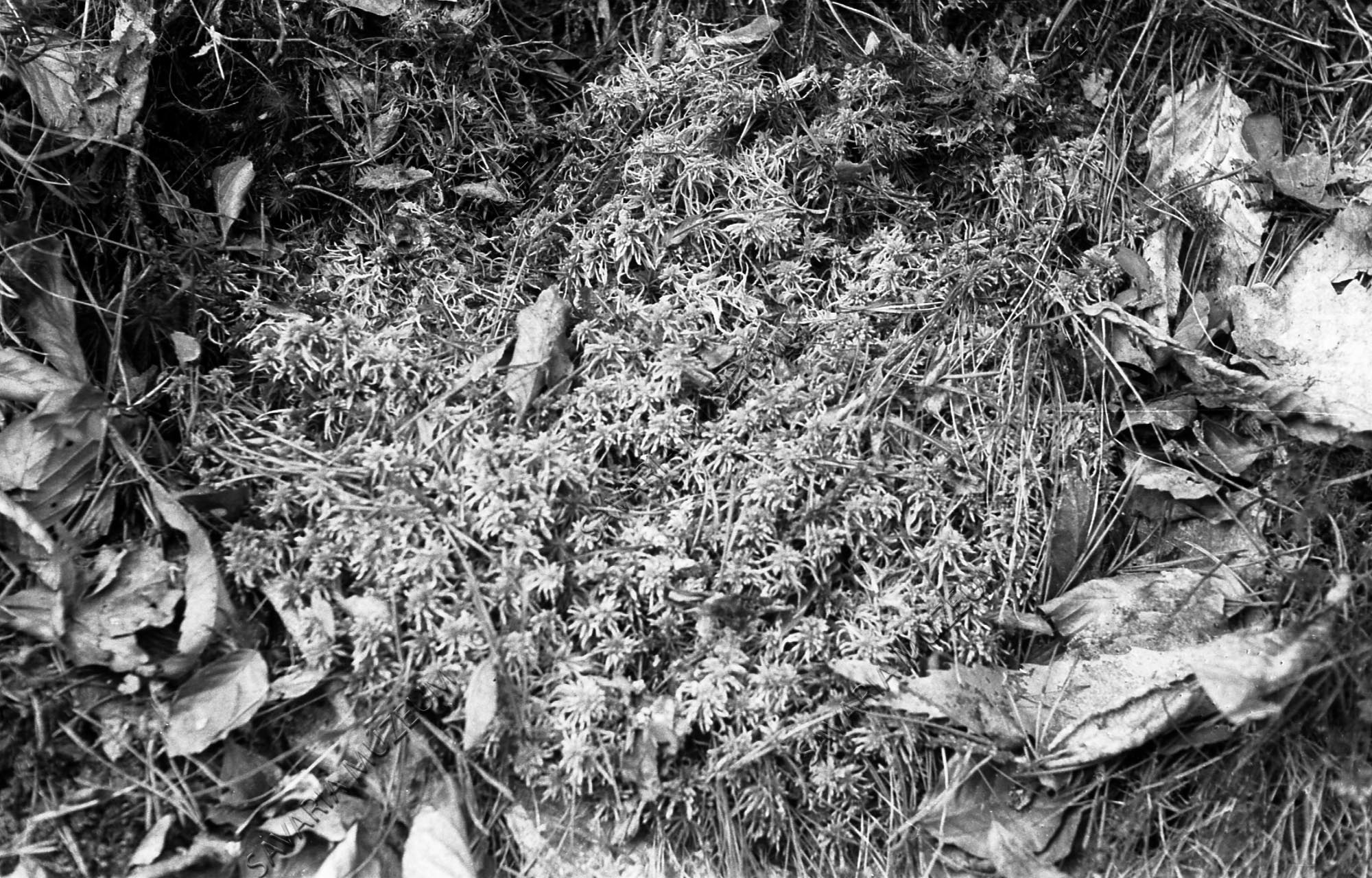 Tőzegmoha folt (Savaria Megyei Hatókörű Városi Múzeum, Szombathely CC BY-NC-SA)