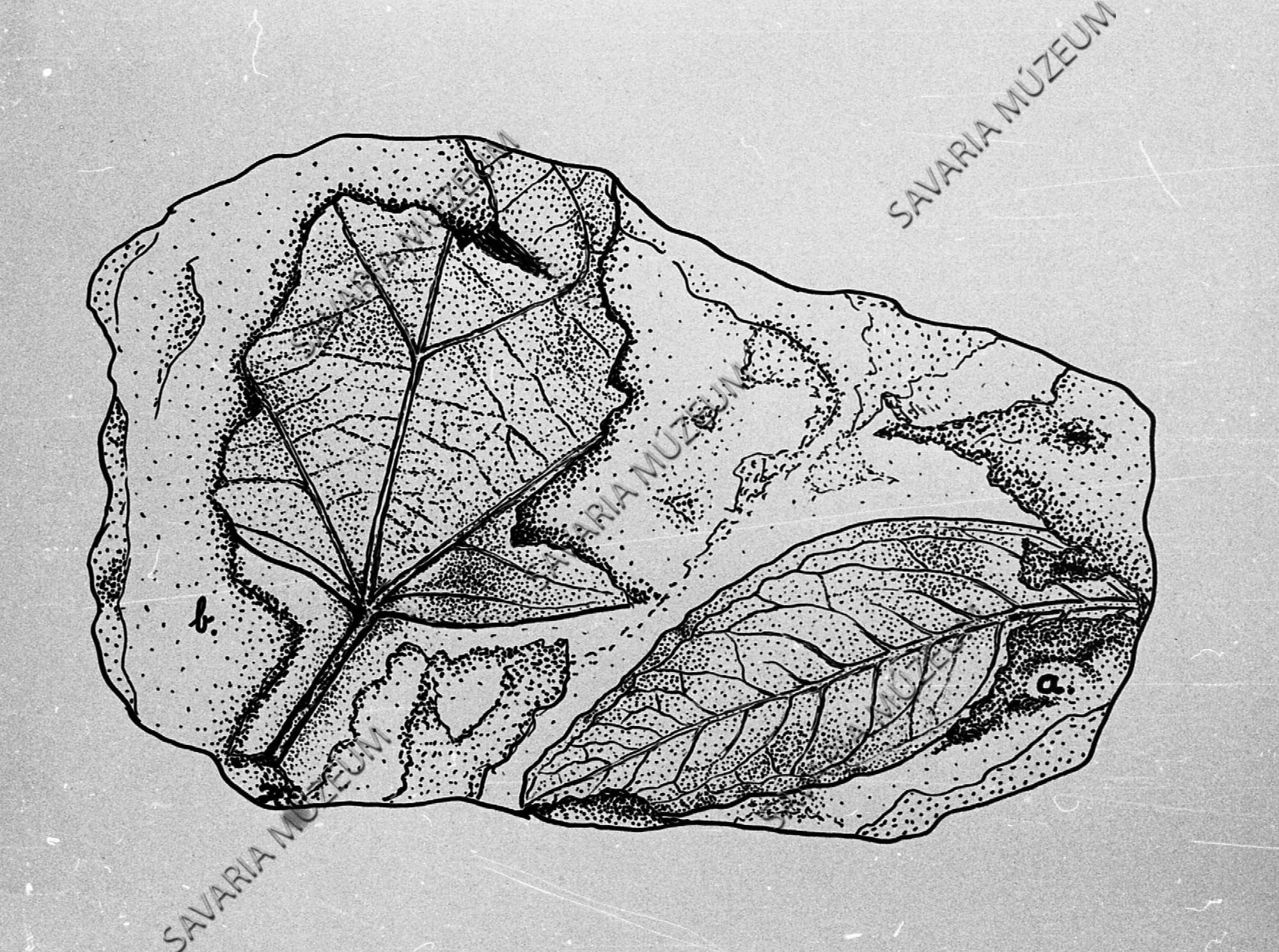 Acer tricuspidatum és Laurus sp. rajza Séből (Savaria Megyei Hatókörű Városi Múzeum, Szombathely CC BY-NC-SA)