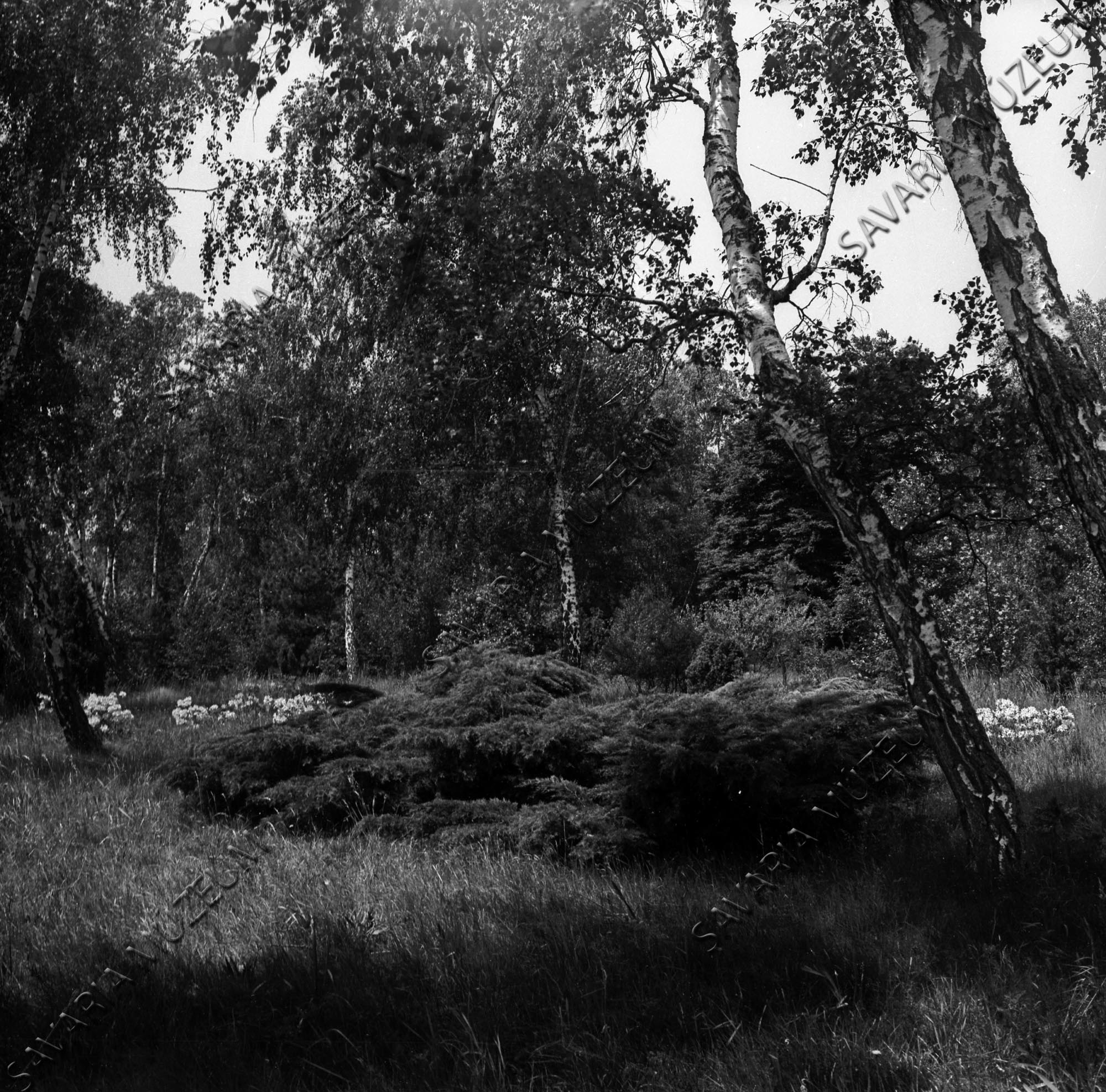 Juniperus chinensis (Savaria Megyei Hatókörű Városi Múzeum, Szombathely CC BY-NC-SA)