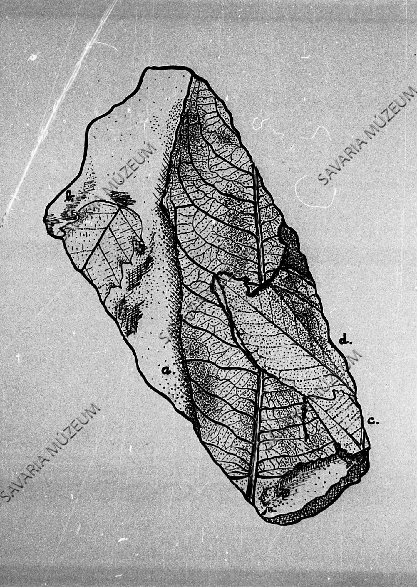 Juglans acuminata rajza Séből (Savaria Megyei Hatókörű Városi Múzeum, Szombathely CC BY-NC-SA)
