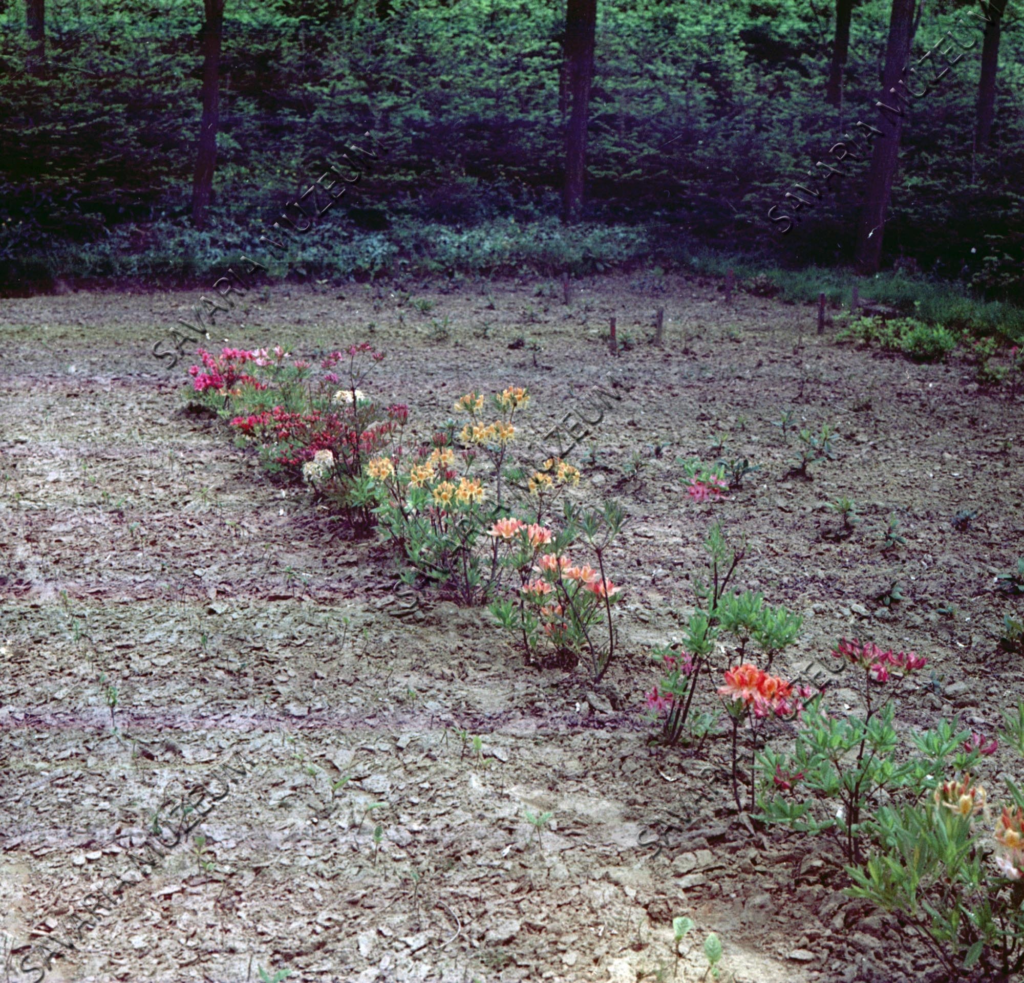 Rhododendron színváltozatok (Savaria Megyei Hatókörű Városi Múzeum, Szombathely CC BY-NC-SA)