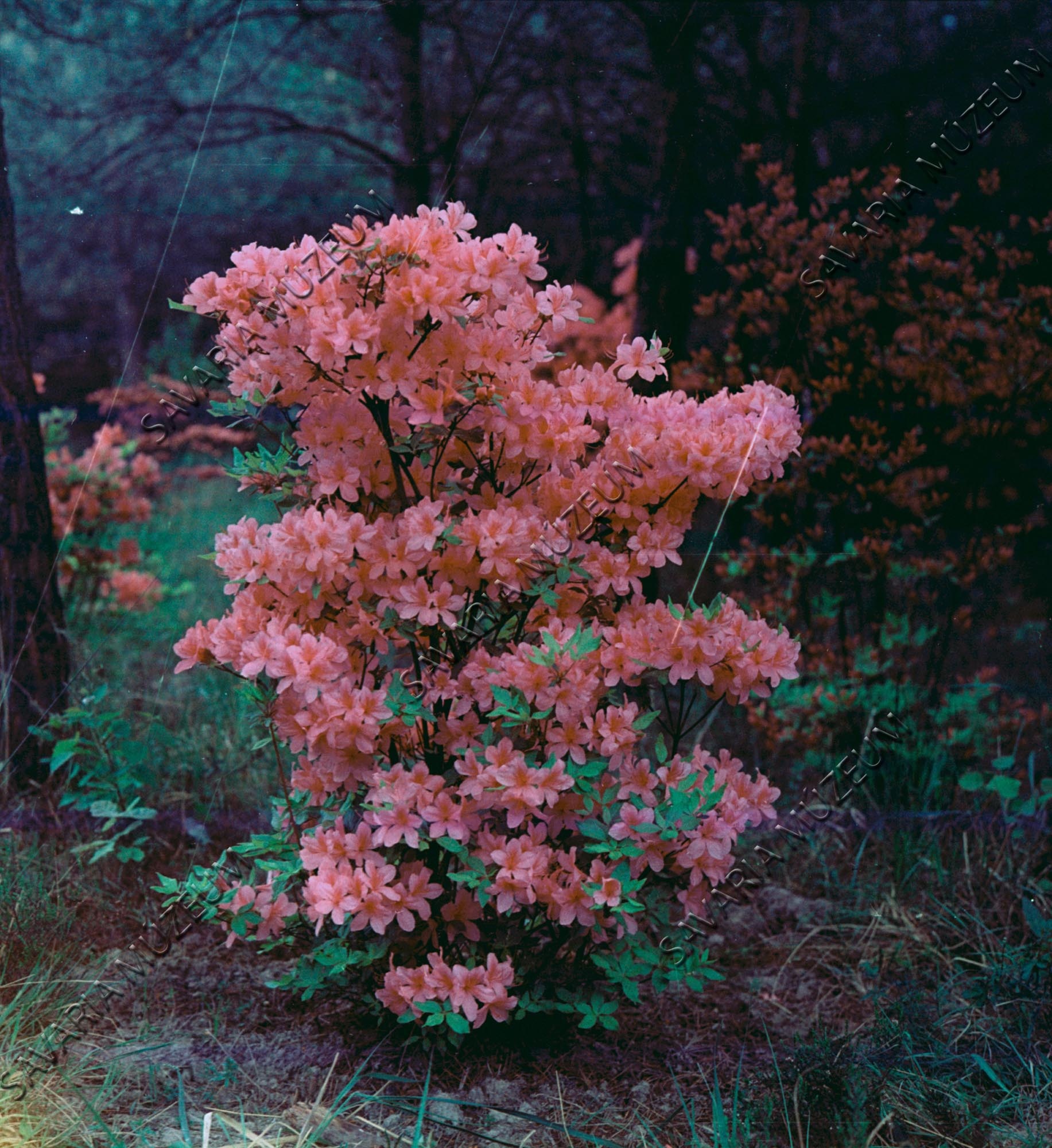 Rhododendron obtusoum kämpferi (Savaria Megyei Hatókörű Városi Múzeum, Szombathely CC BY-NC-SA)