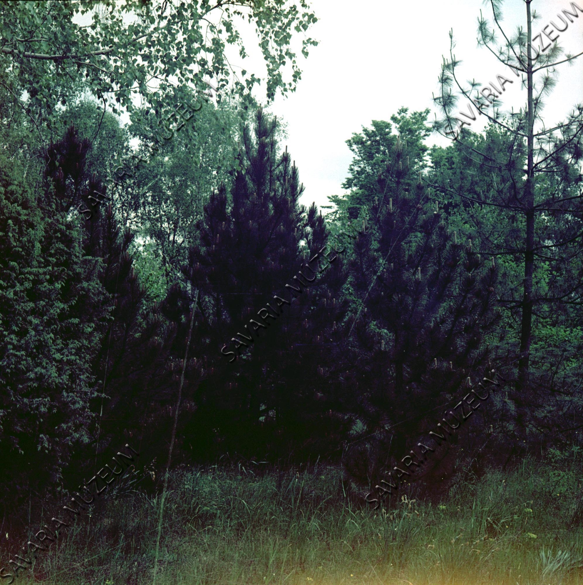 Pinus (Savaria Megyei Hatókörű Városi Múzeum, Szombathely CC BY-NC-SA)