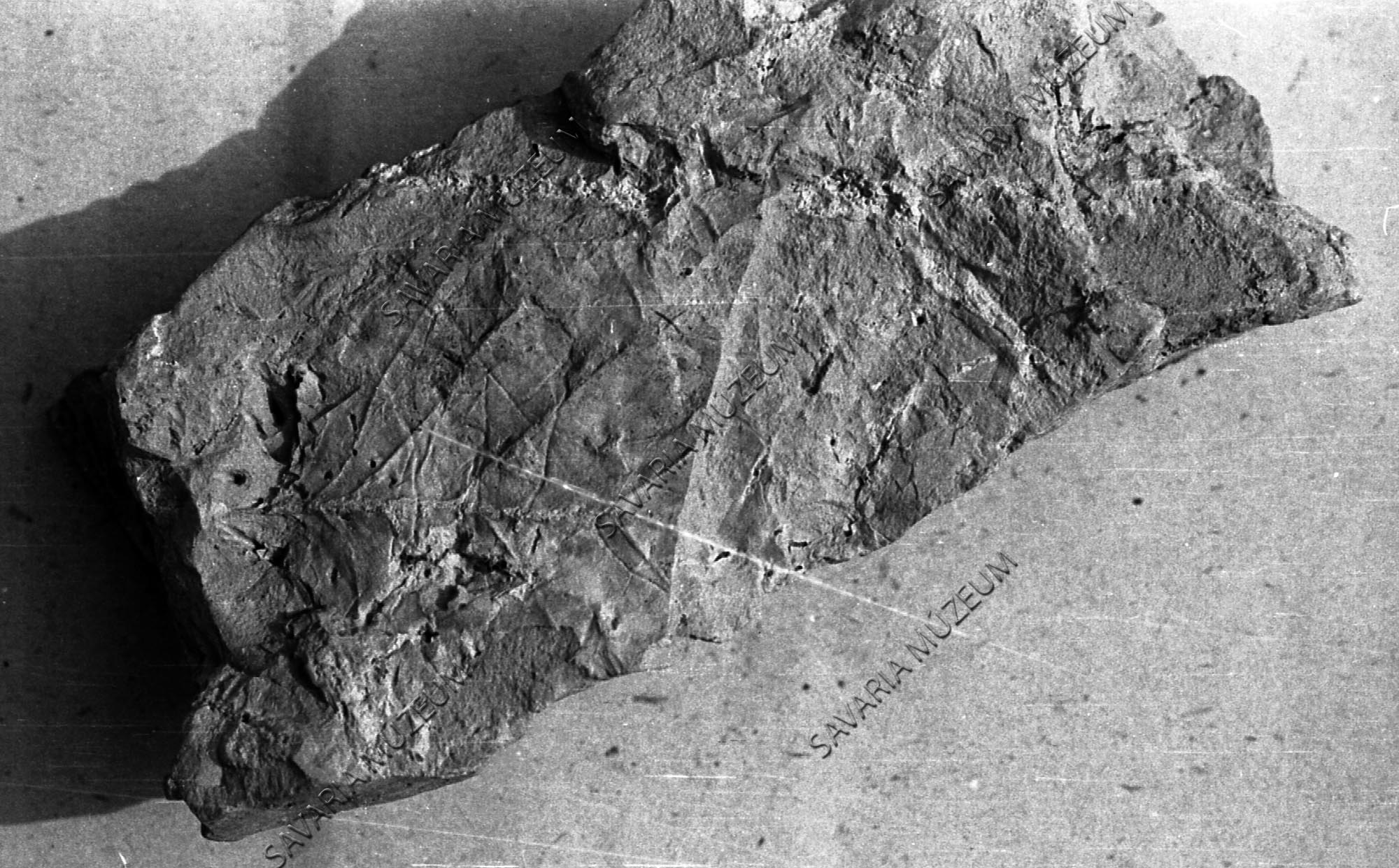 Alnus incana Tömördről (Savaria Megyei Hatókörű Városi Múzeum, Szombathely CC BY-NC-SA)