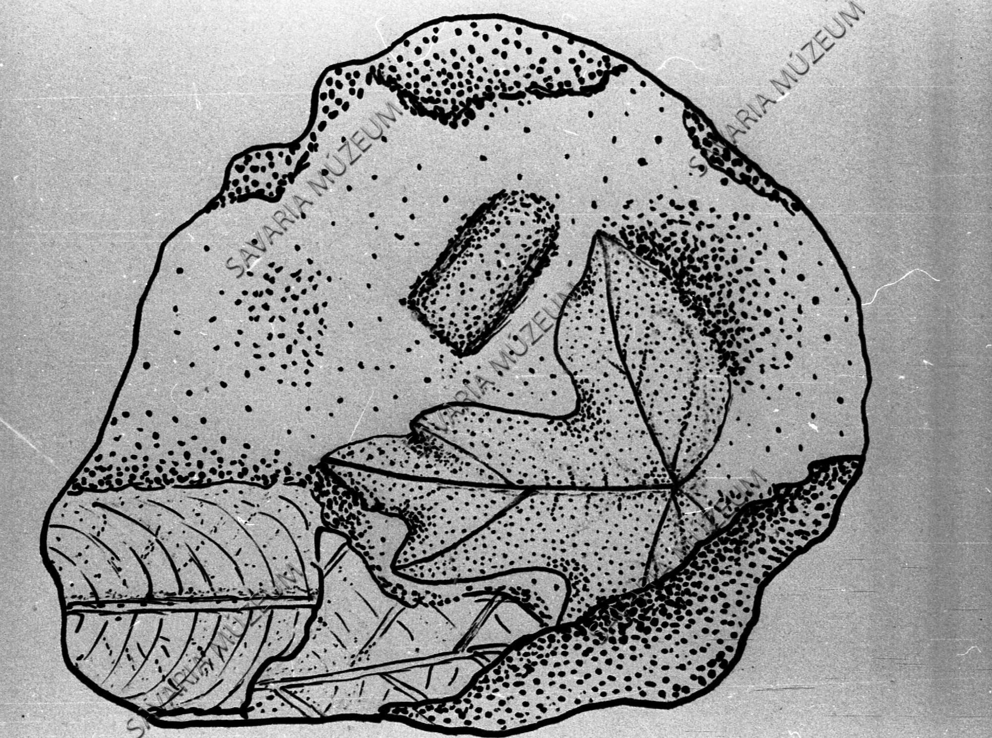Acer séensis Horváth rajza Séből (Savaria Megyei Hatókörű Városi Múzeum, Szombathely CC BY-NC-SA)