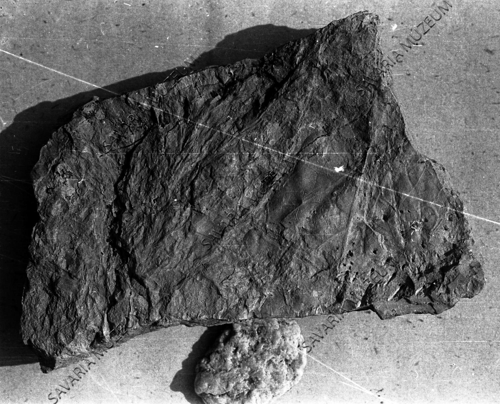 Alnus sp., Glyptostrobus europaeus Tömördről (Savaria Megyei Hatókörű Városi Múzeum, Szombathely CC BY-NC-SA)