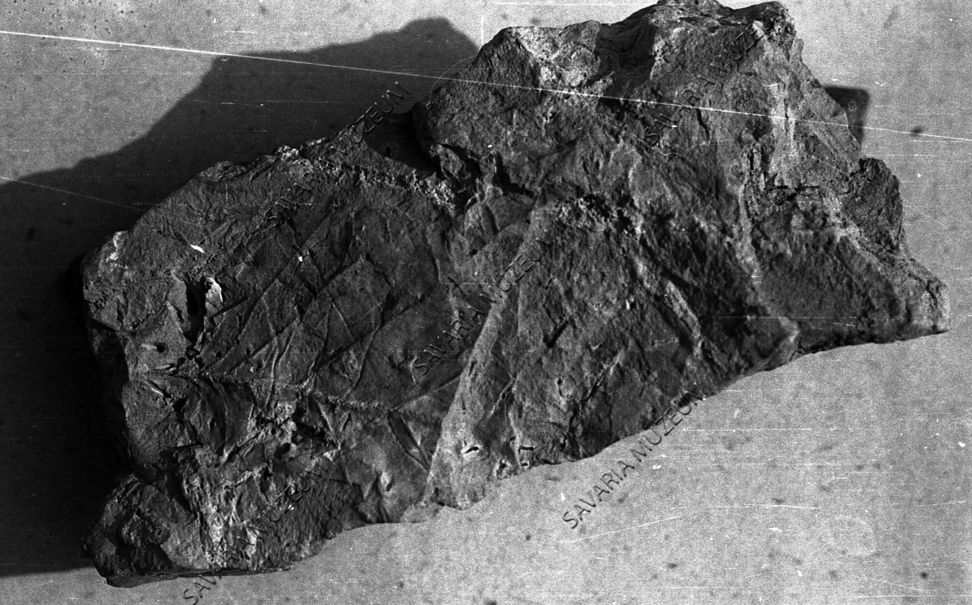 Alnus incana Tömördről (Savaria Megyei Hatókörű Városi Múzeum, Szombathely CC BY-NC-SA)