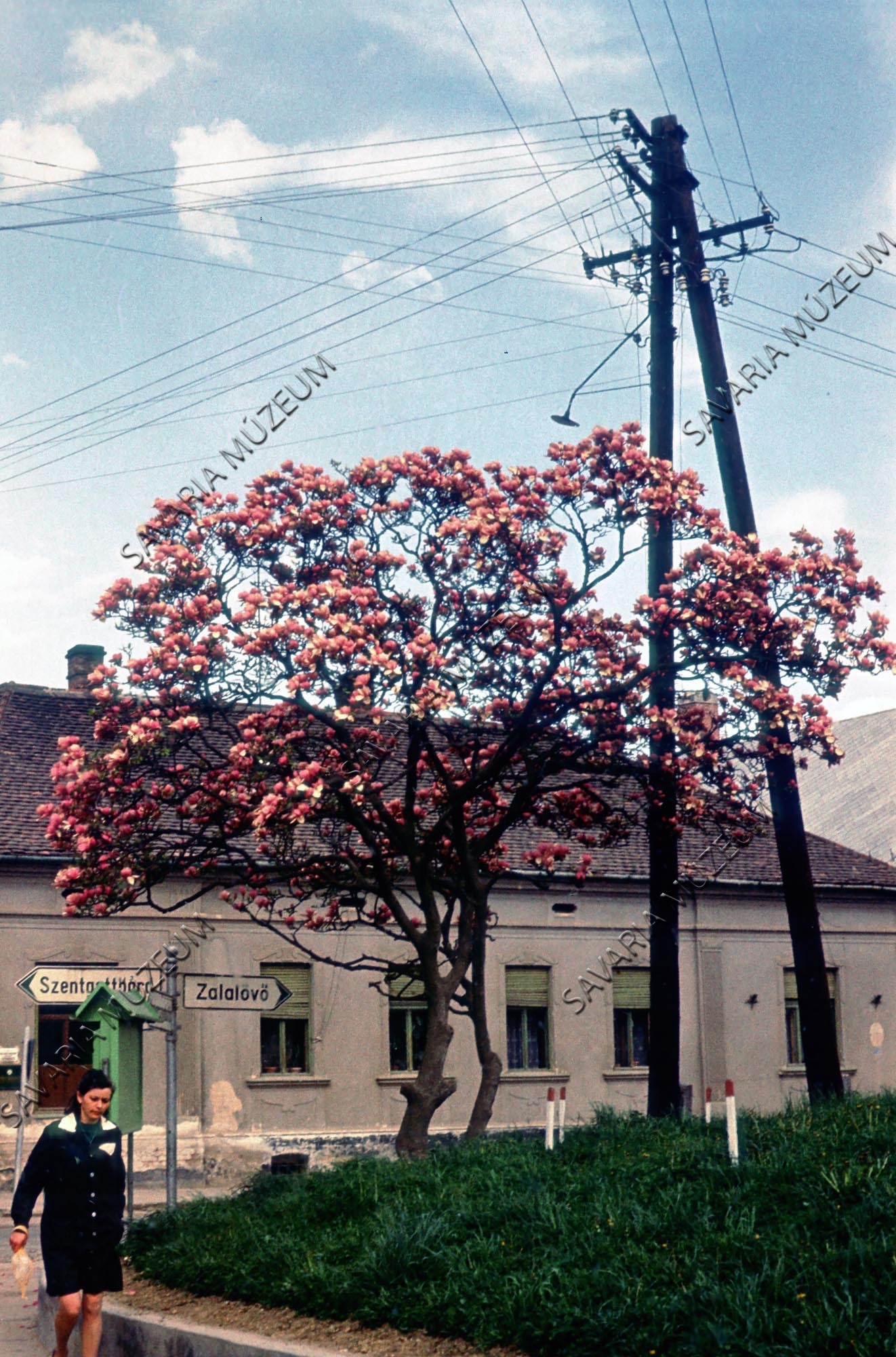 Virágzó Magnolia (Savaria Megyei Hatókörű Városi Múzeum, Szombathely CC BY-NC-SA)