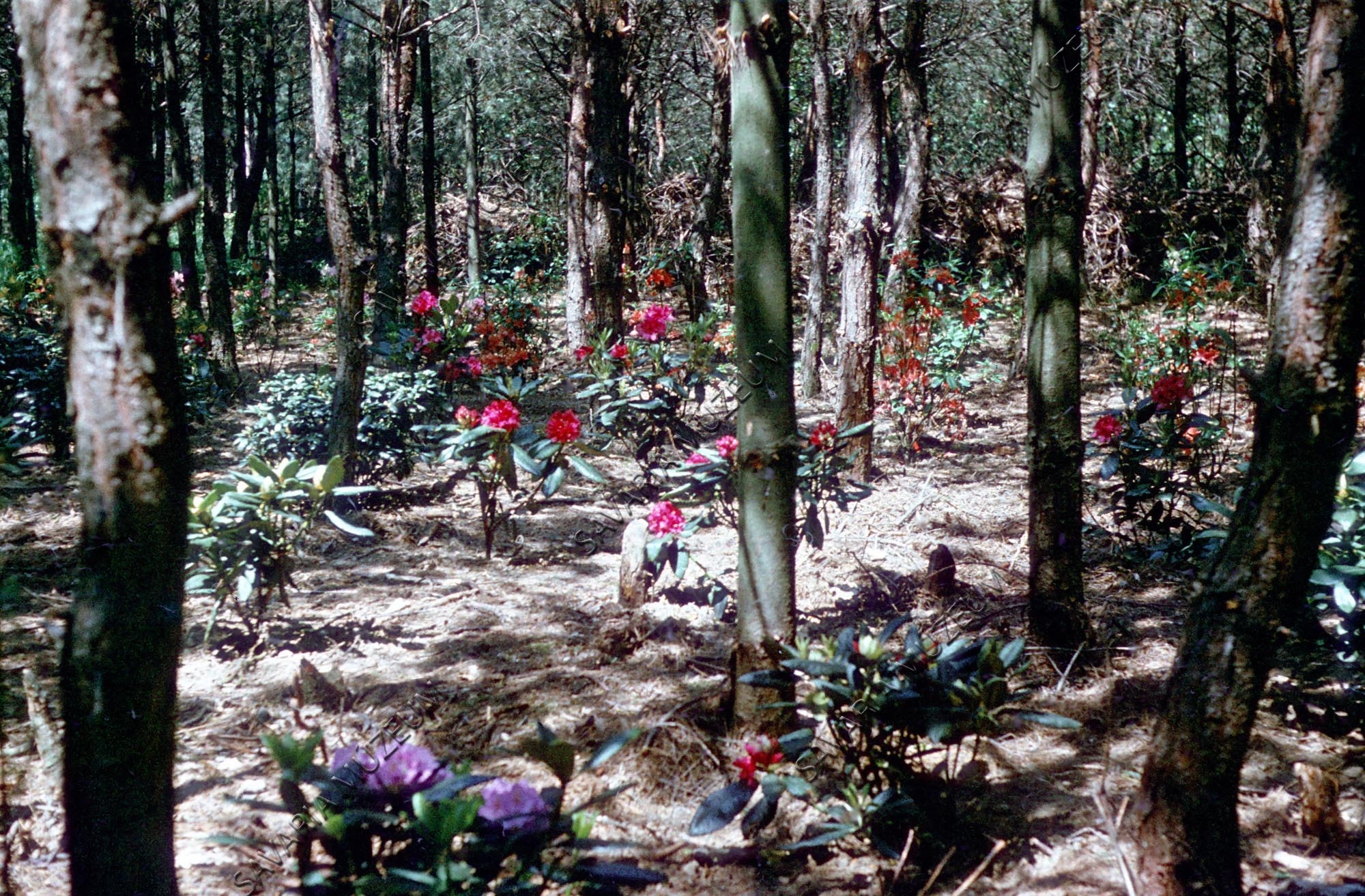 Rhododendron gyűjtemény (Savaria Megyei Hatókörű Városi Múzeum, Szombathely CC BY-NC-SA)