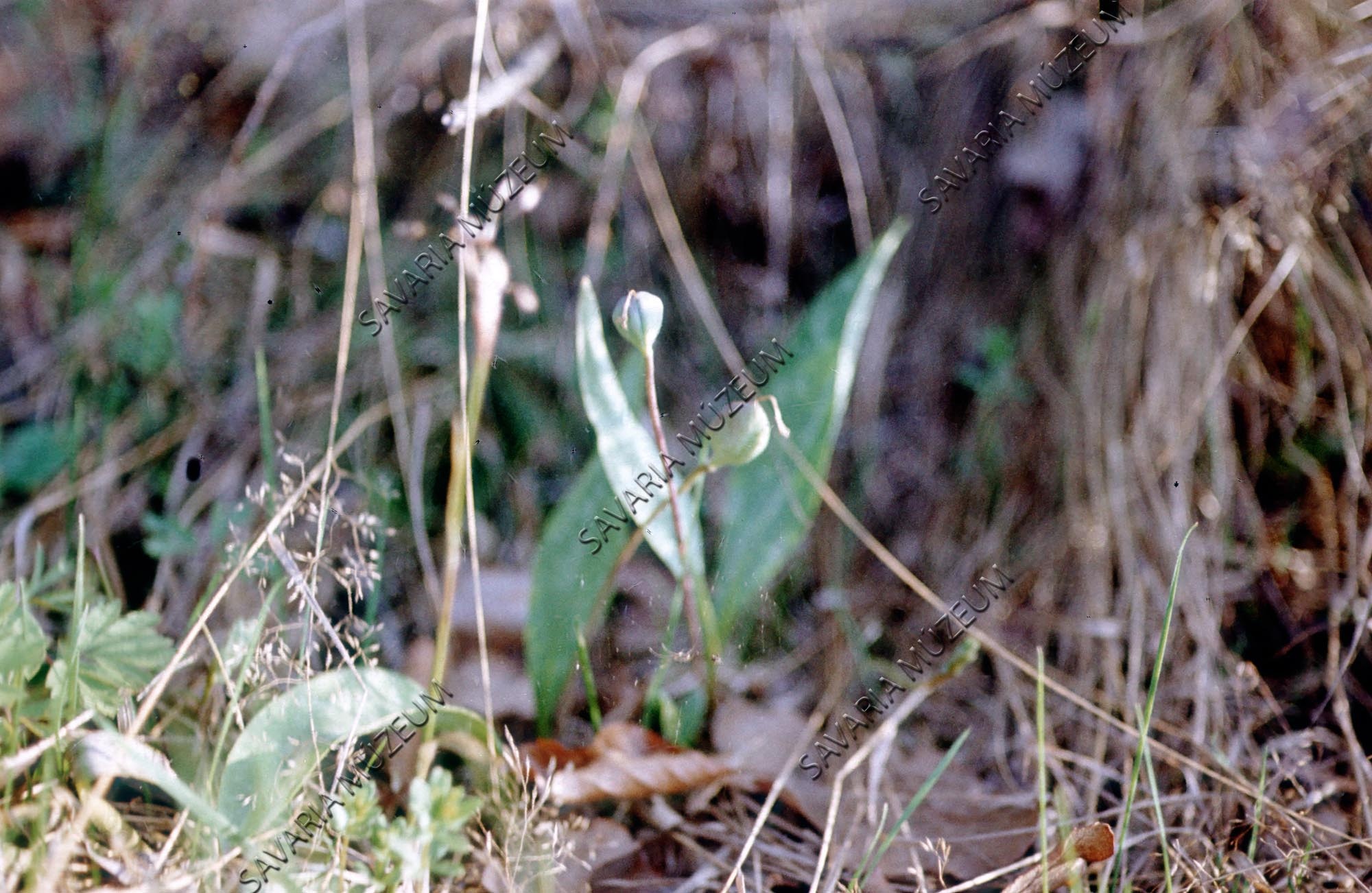 Erithronium dens-canis (Savaria Megyei Hatókörű Városi Múzeum, Szombathely CC BY-NC-SA)