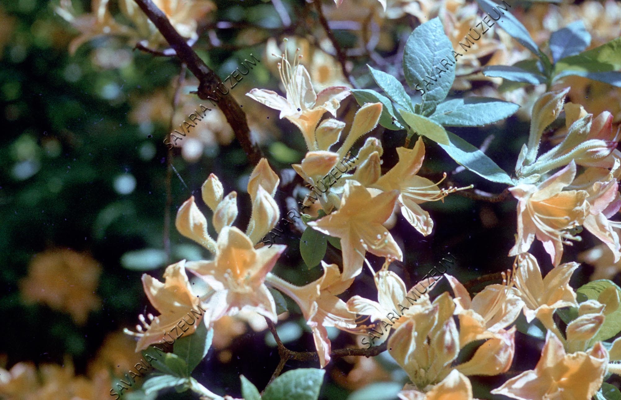 Rhododendron flavum (Savaria Megyei Hatókörű Városi Múzeum, Szombathely CC BY-NC-SA)