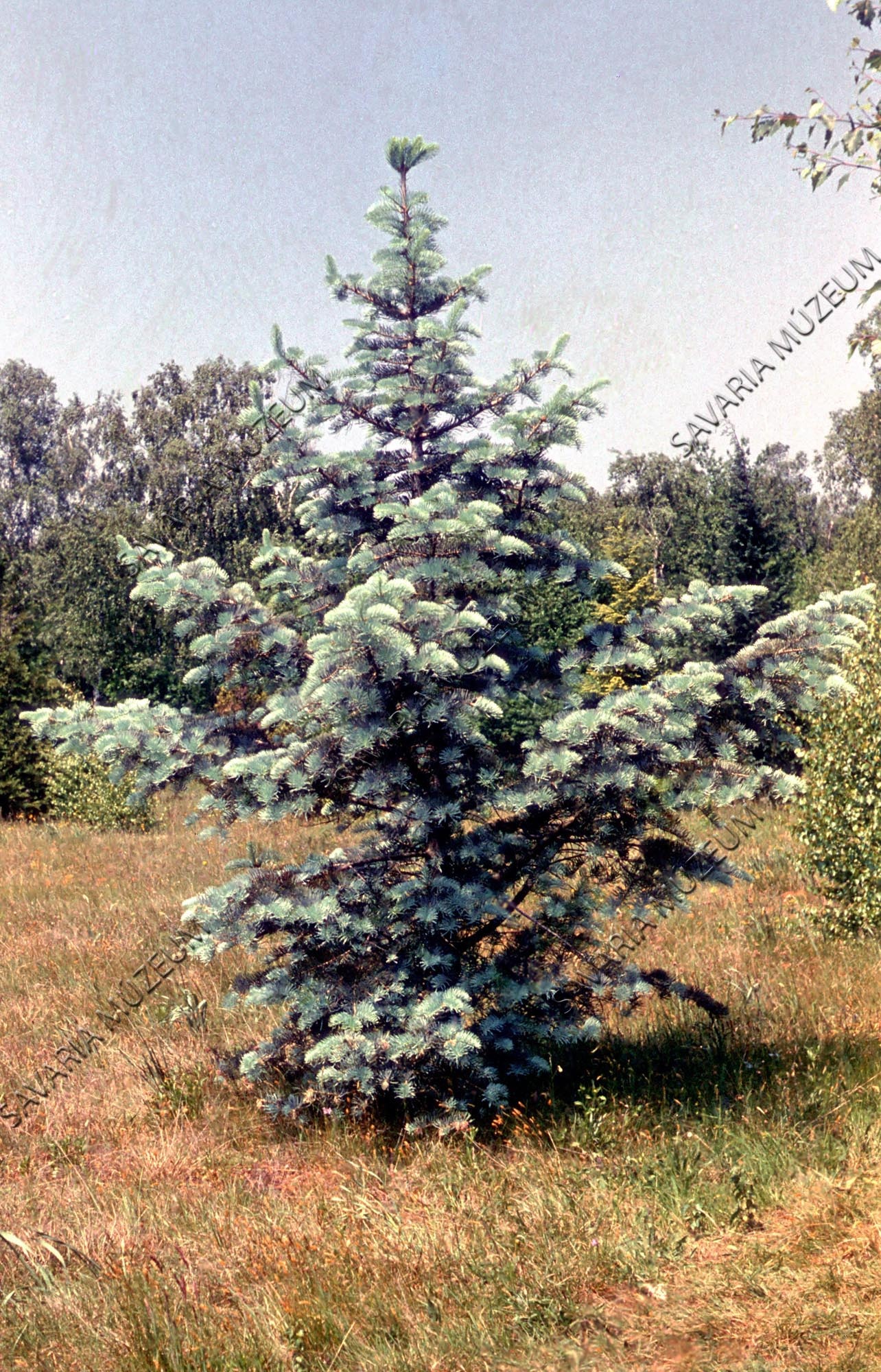 Picea pungens kosteri (Savaria Megyei Hatókörű Városi Múzeum, Szombathely CC BY-NC-SA)