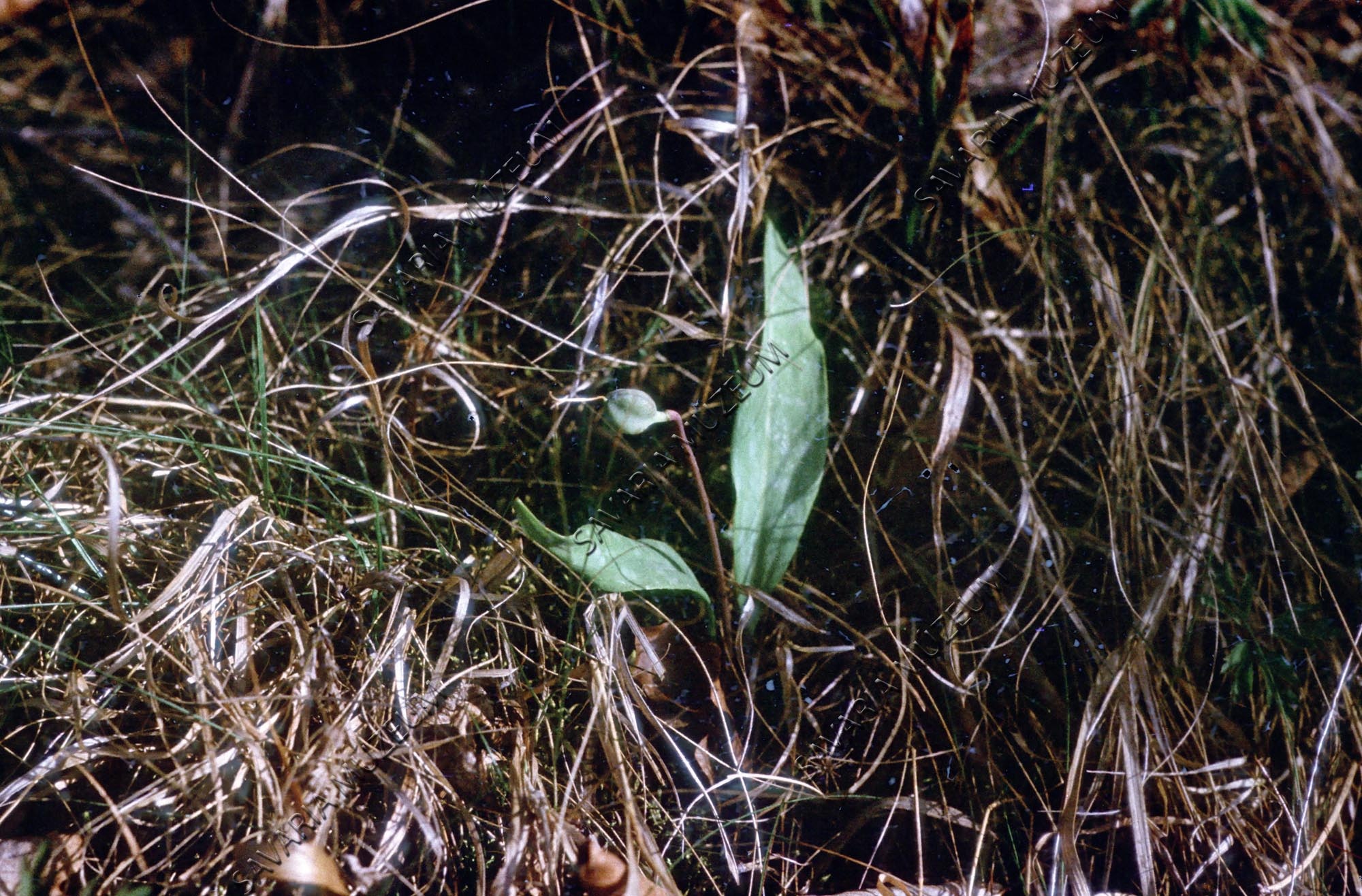 Erithronium dens-canis termés (Savaria Megyei Hatókörű Városi Múzeum, Szombathely CC BY-NC-SA)