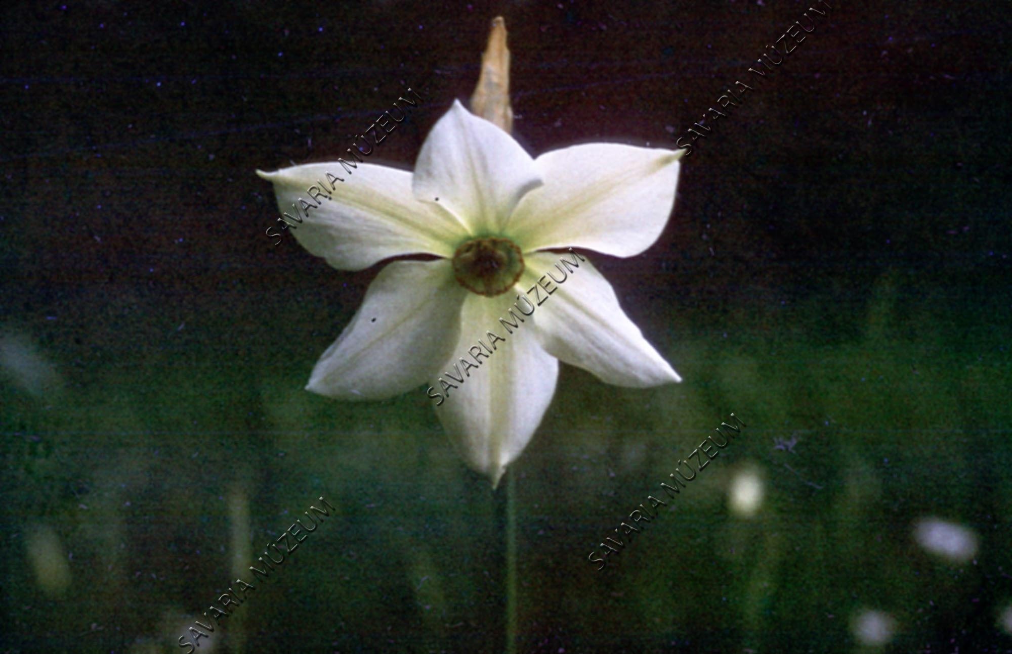 Narcissus stellaris (Savaria Megyei Hatókörű Városi Múzeum, Szombathely CC BY-NC-SA)