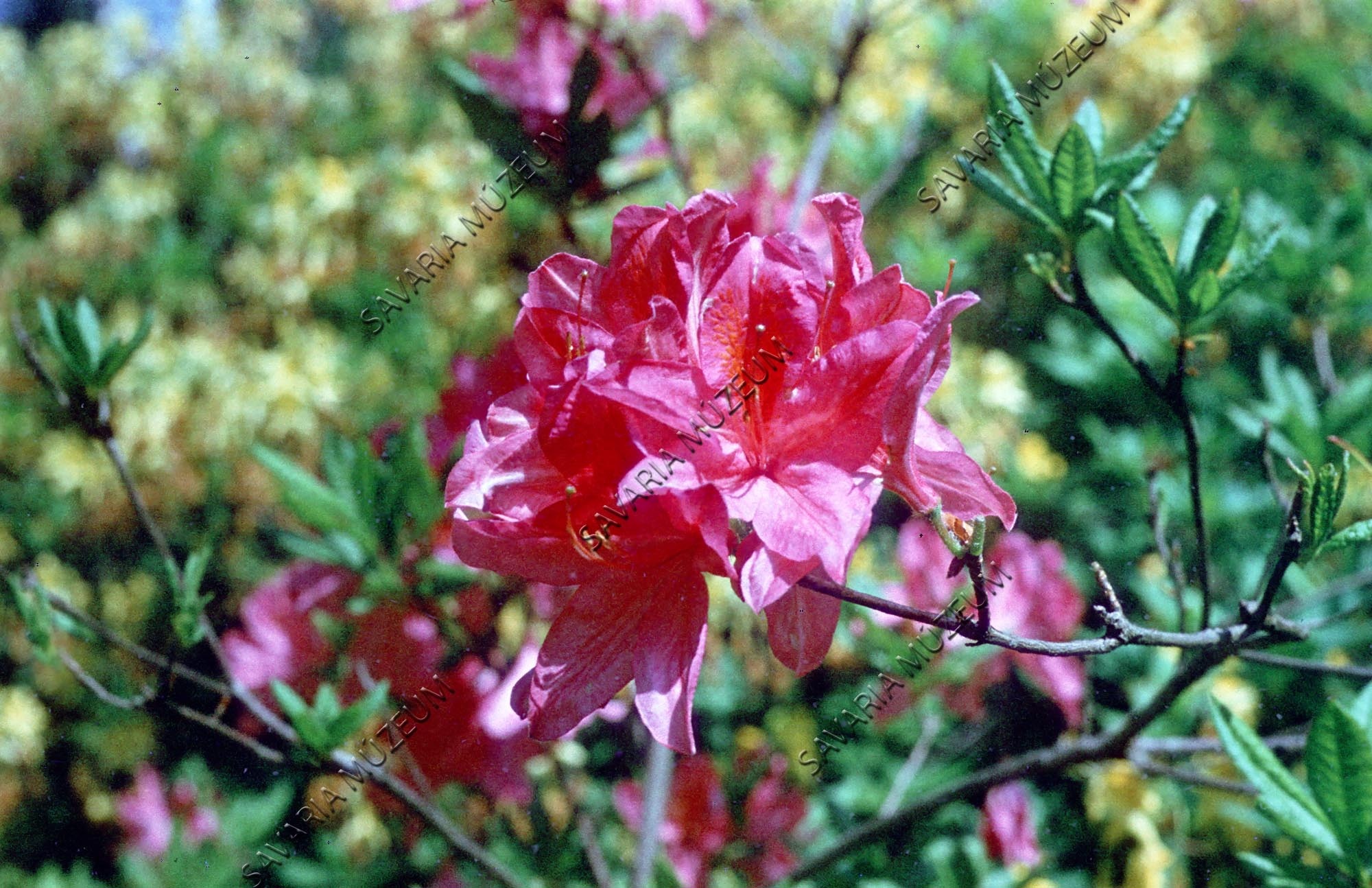 Rhododendron obtusum kämpferi (Savaria Megyei Hatókörű Városi Múzeum, Szombathely CC BY-NC-SA)