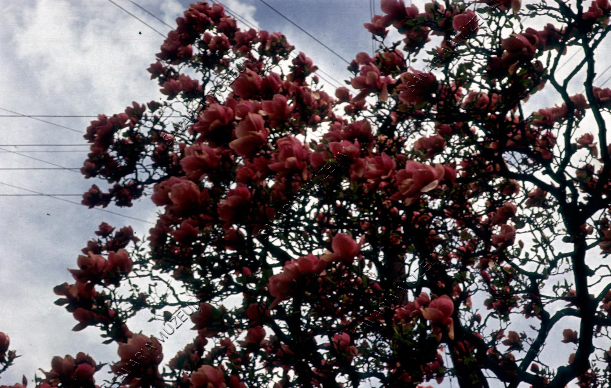 Virágzó Magnolia (Savaria Megyei Hatókörű Városi Múzeum, Szombathely CC BY-NC-SA)