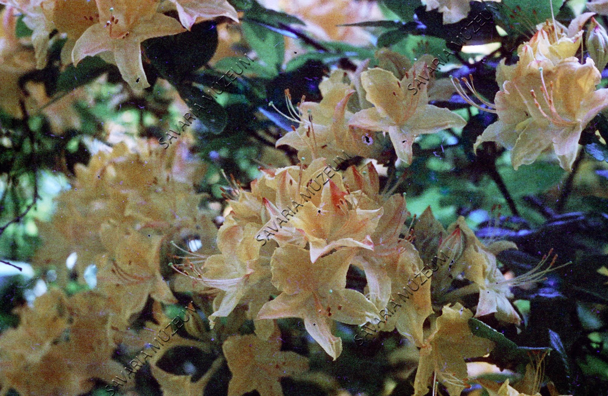 Rhododendron japonicum (Savaria Megyei Hatókörű Városi Múzeum, Szombathely CC BY-NC-SA)