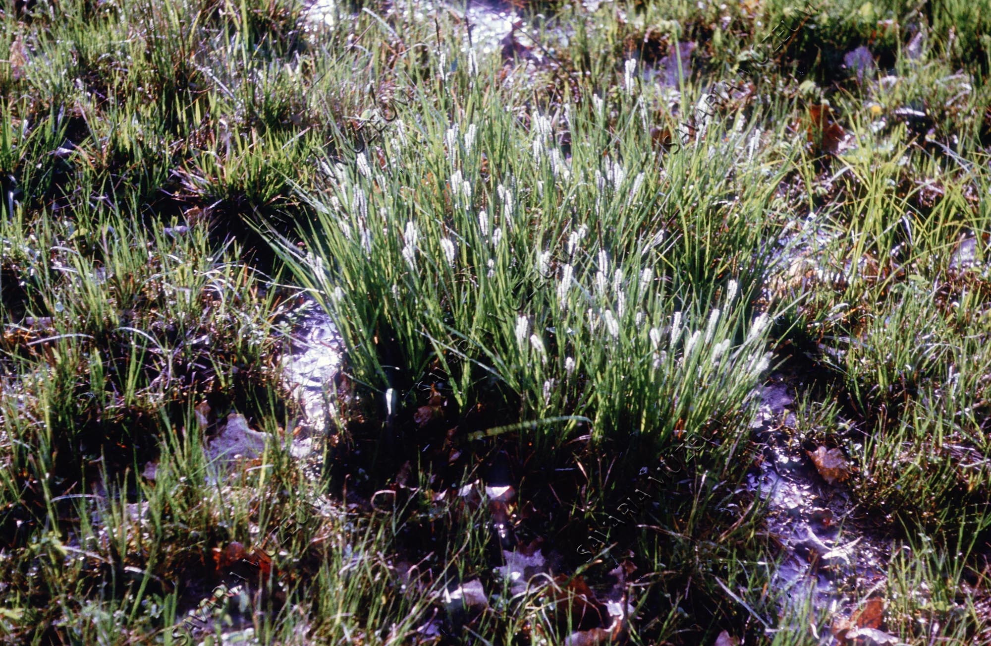 Carex elata (Savaria Megyei Hatókörű Városi Múzeum, Szombathely CC BY-NC-SA)