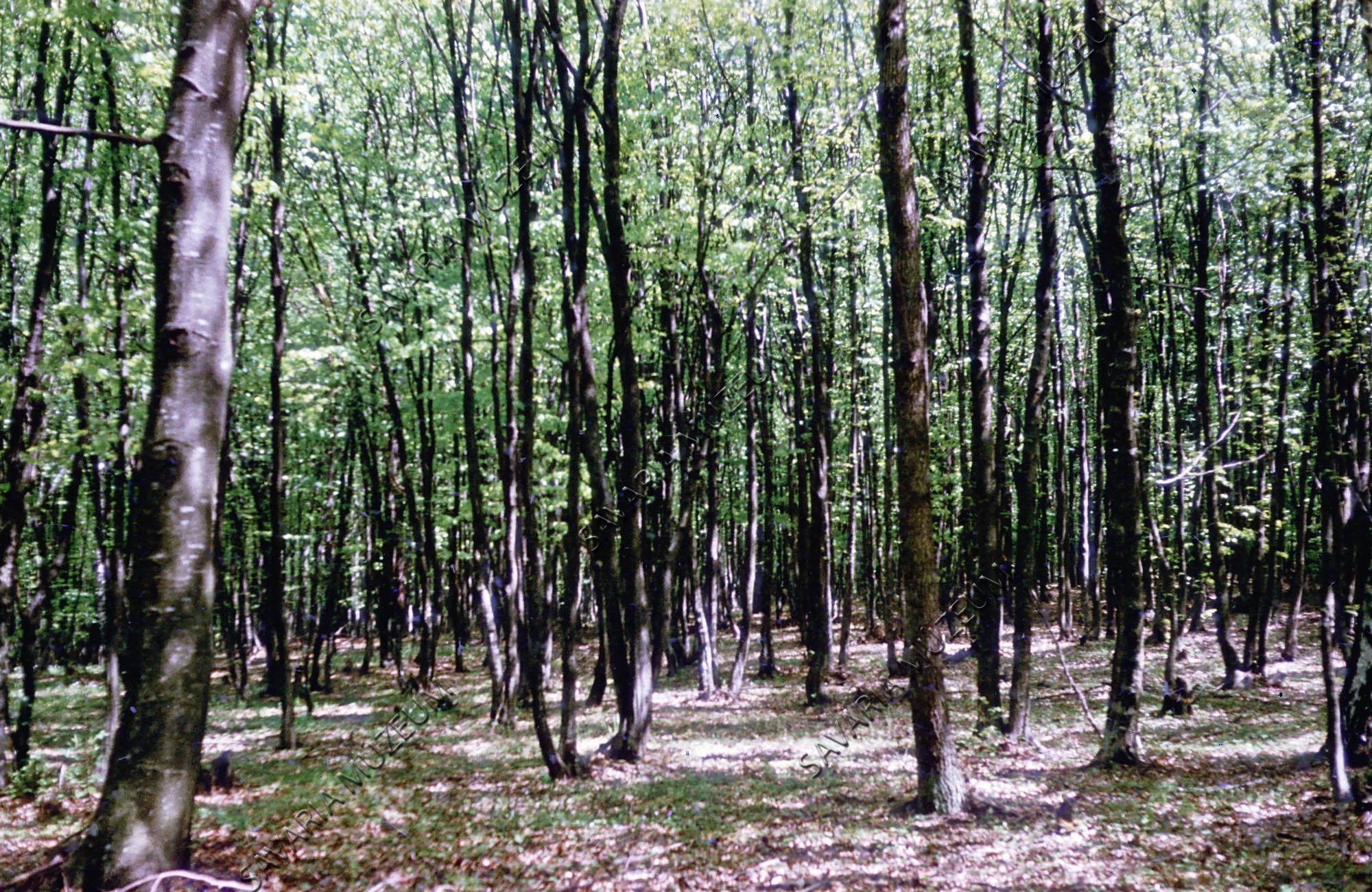 Erdő részlet (Savaria Megyei Hatókörű Városi Múzeum, Szombathely CC BY-NC-SA)