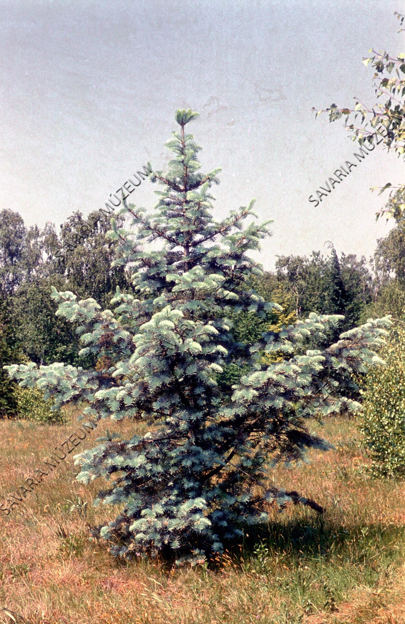 Picea pungens kosteri (Savaria Megyei Hatókörű Városi Múzeum, Szombathely CC BY-NC-SA)