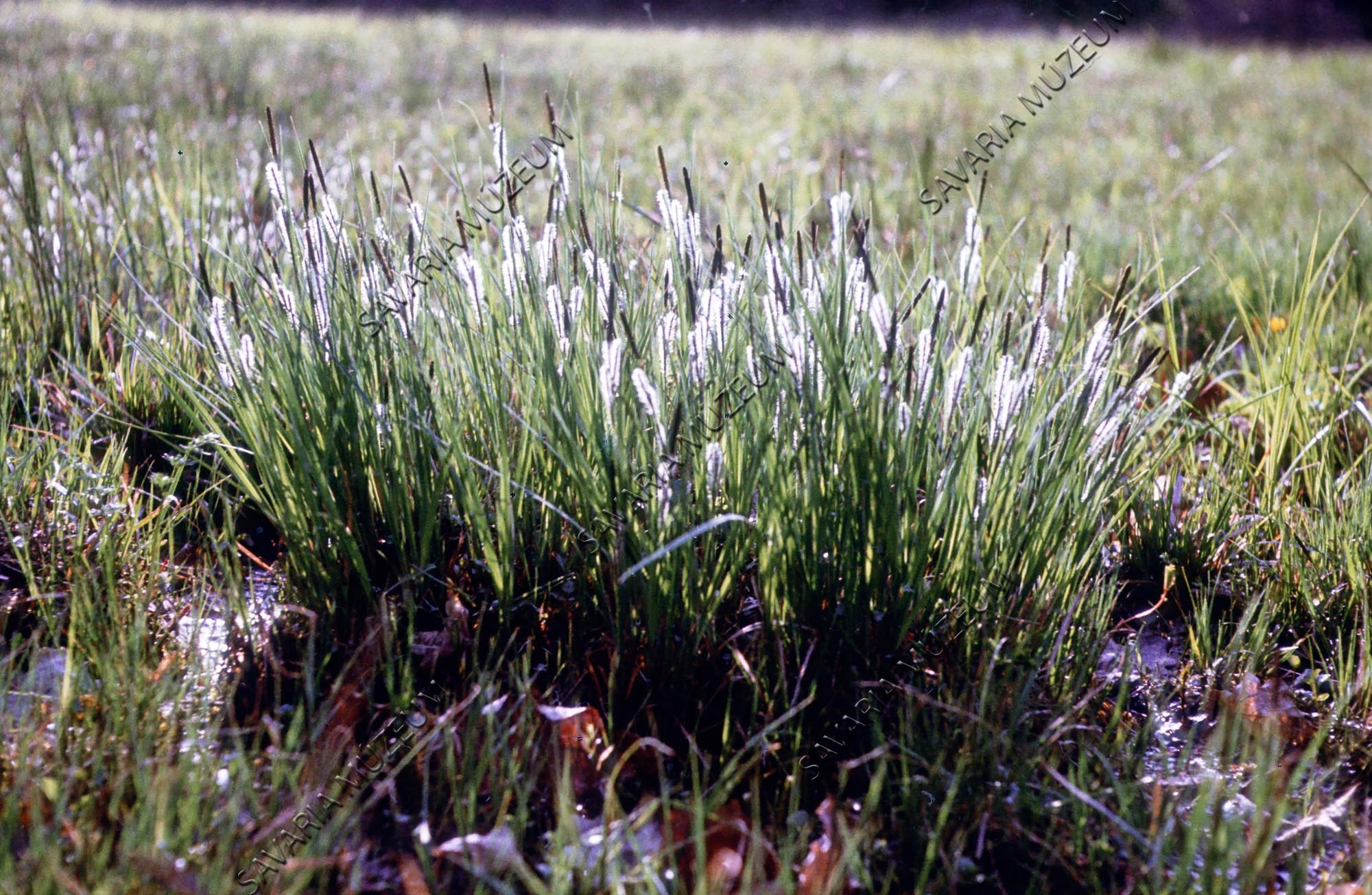 Carex elata zsombéksás (Savaria Megyei Hatókörű Városi Múzeum, Szombathely CC BY-NC-SA)