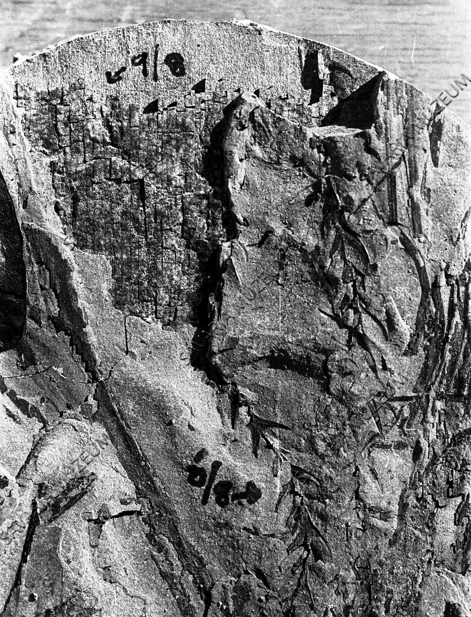 Sequoia sternbergii (Goepp.) Heer. (Savaria Megyei Hatókörű Városi Múzeum, Szombathely CC BY-NC-SA)