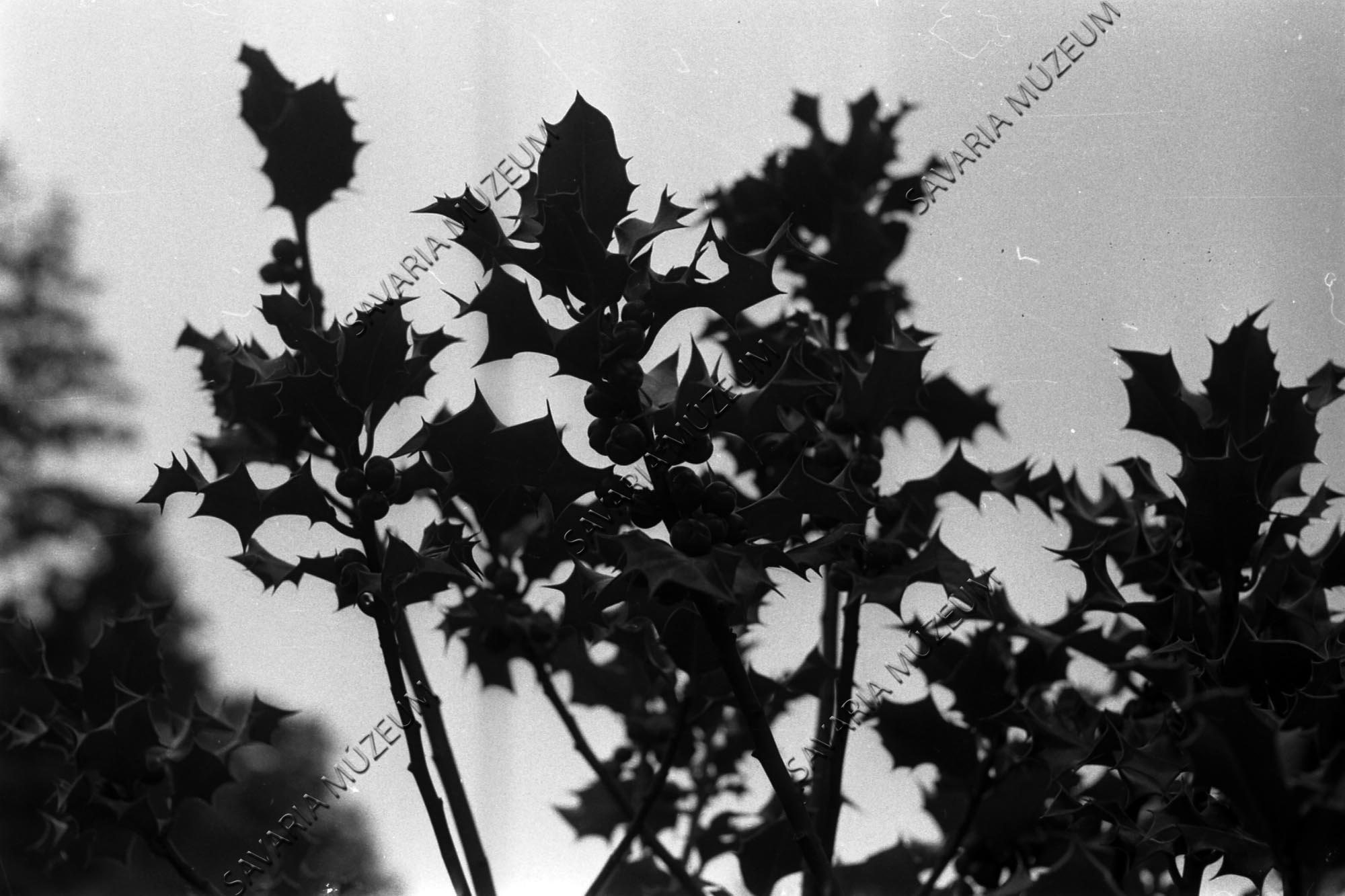Ilex terméses ága (Savaria Megyei Hatókörű Városi Múzeum, Szombathely CC BY-NC-SA)
