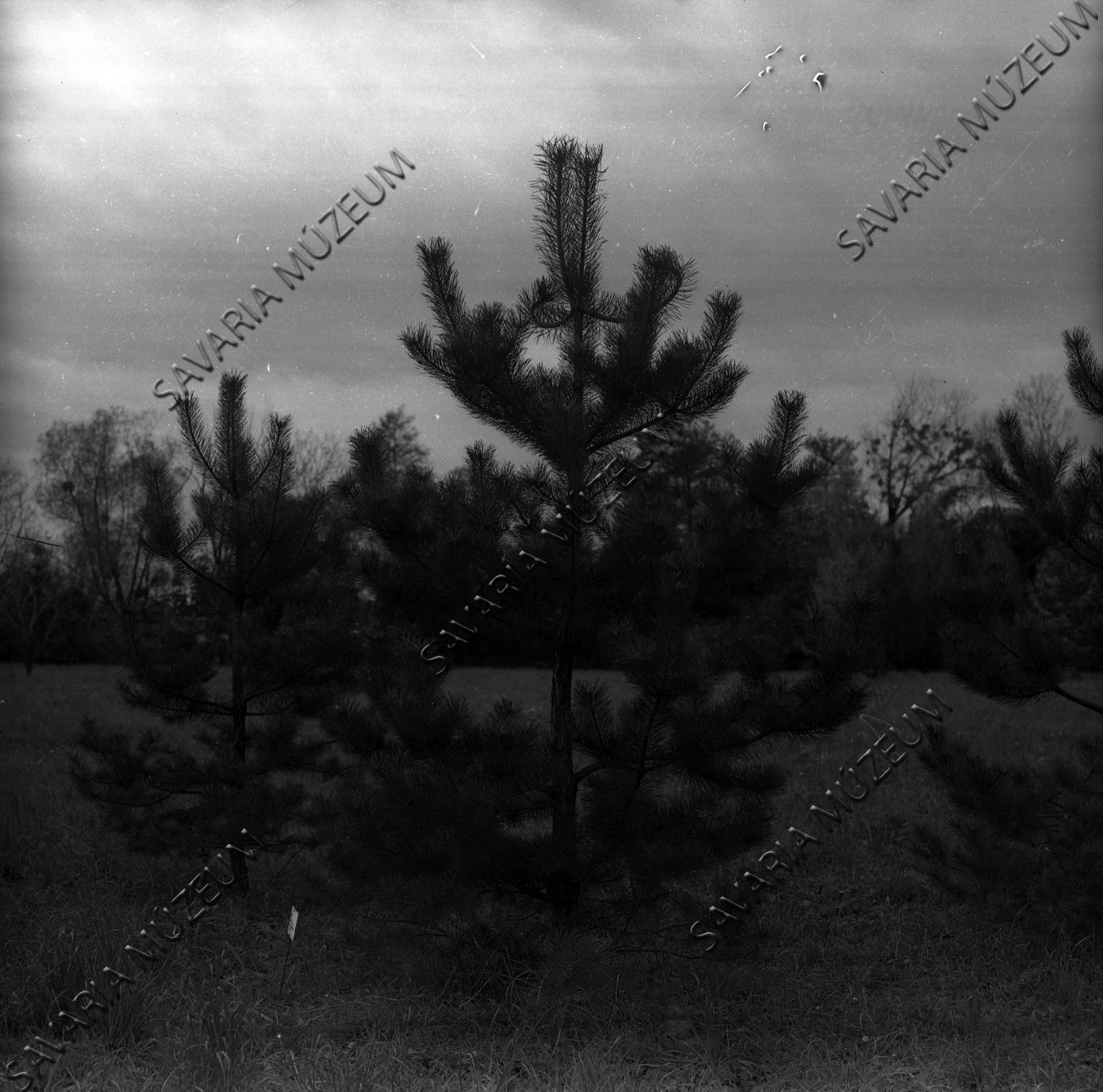 Pinus silvestris f. séi (Savaria Megyei Hatókörű Városi Múzeum, Szombathely CC BY-NC-SA)