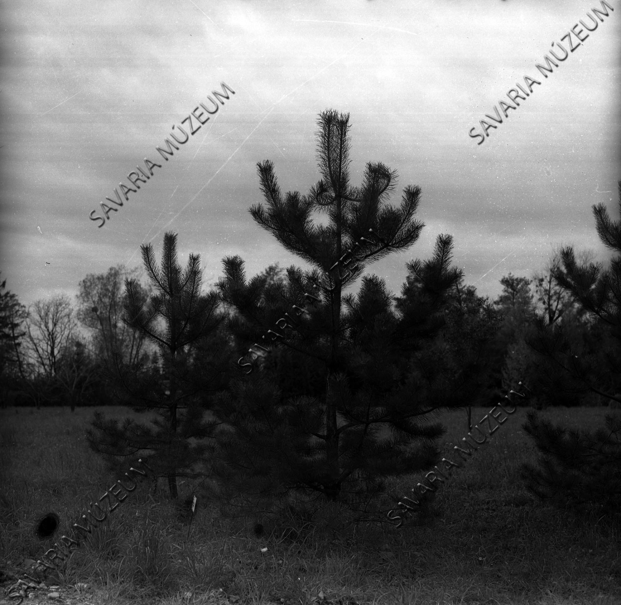 Pinus silvestris f. séi (Savaria Megyei Hatókörű Városi Múzeum, Szombathely CC BY-NC-SA)