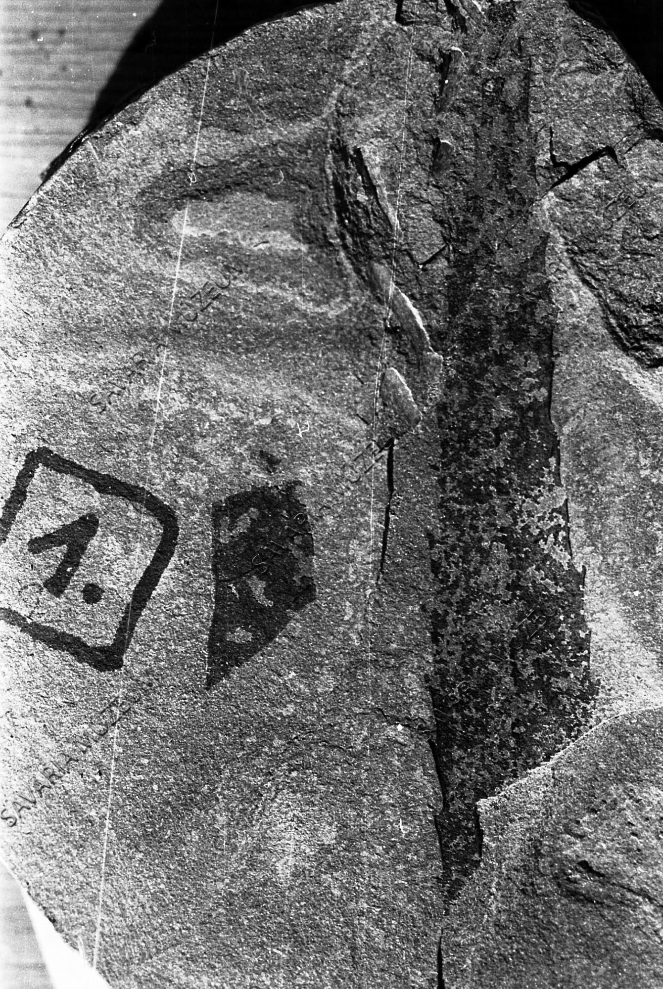 Myrica lignitum (Ung.) Sap. (Savaria Megyei Hatókörű Városi Múzeum, Szombathely CC BY-NC-SA)