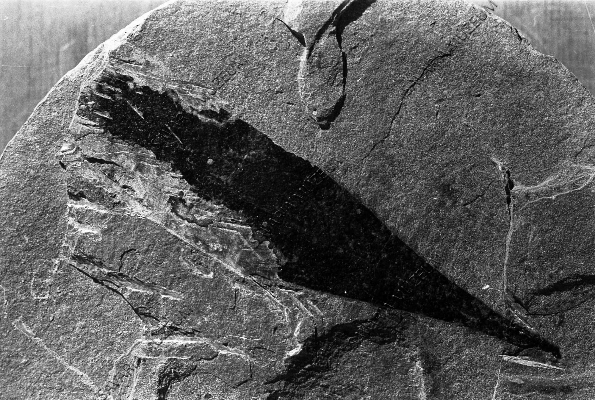 Dodonaea salicoides Andreánszky (Savaria Megyei Hatókörű Városi Múzeum, Szombathely CC BY-NC-SA)