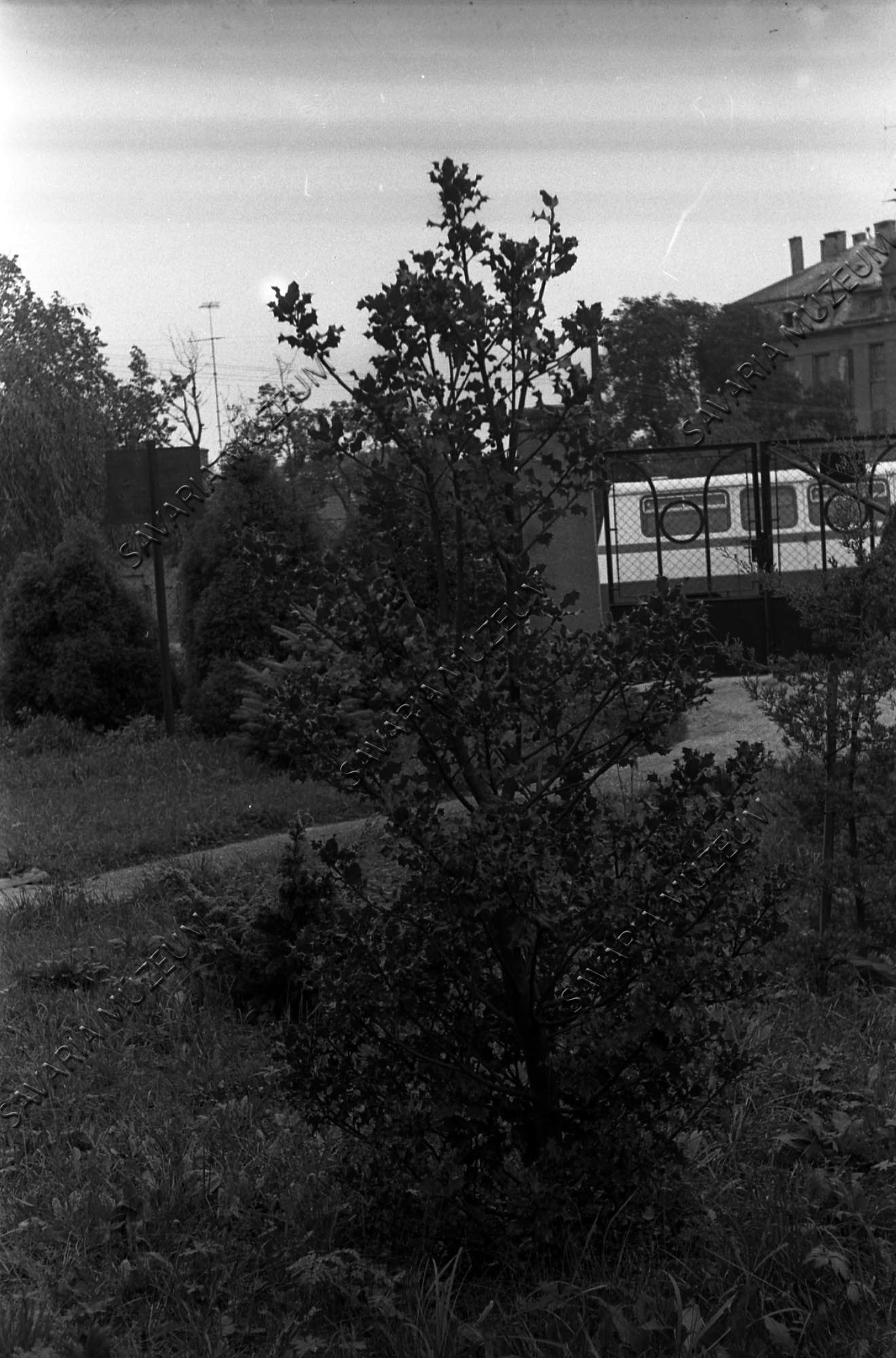 Ilex aquifolium (Savaria Megyei Hatókörű Városi Múzeum, Szombathely CC BY-NC-SA)