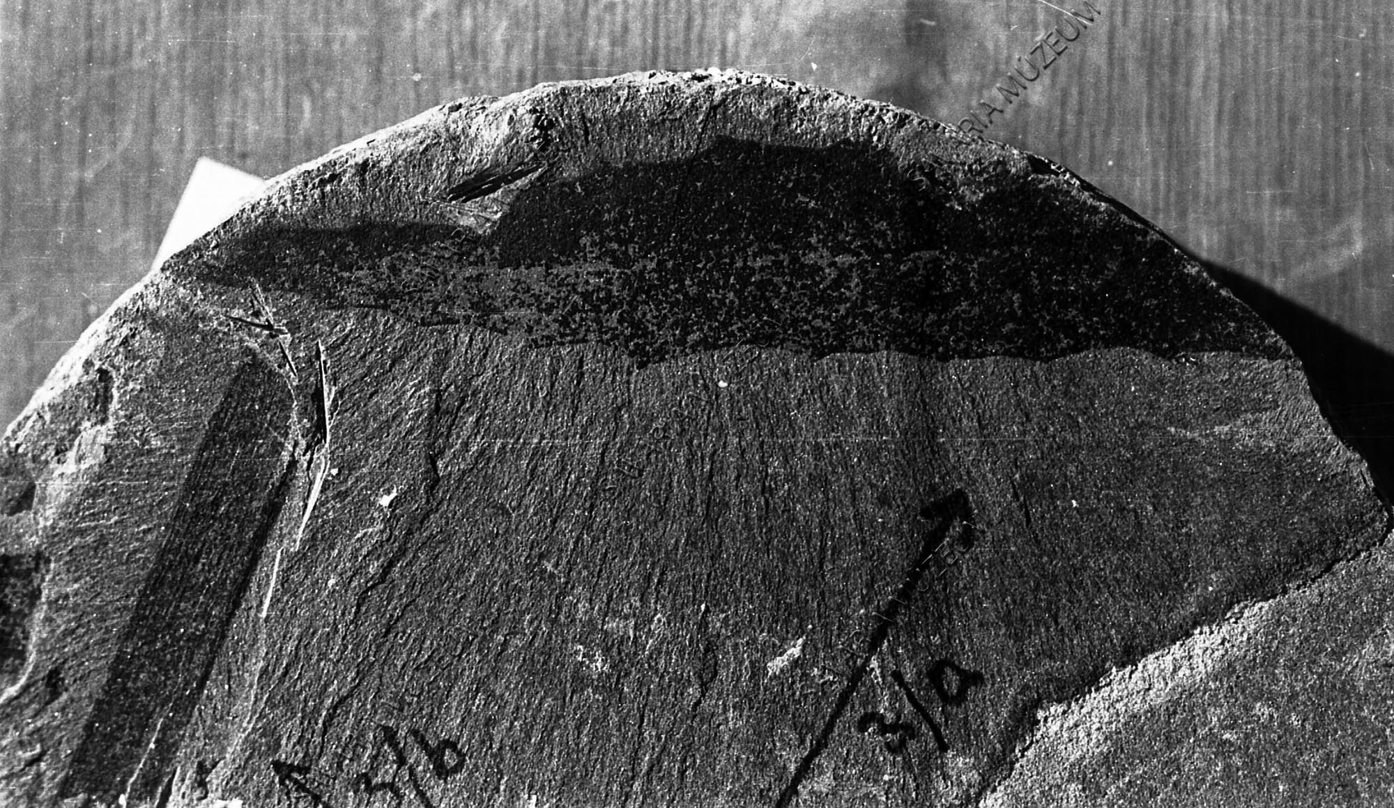 Castanopsis furcinervis (Rossm.) Kr. et  Wed. (Savaria Megyei Hatókörű Városi Múzeum, Szombathely CC BY-NC-SA)