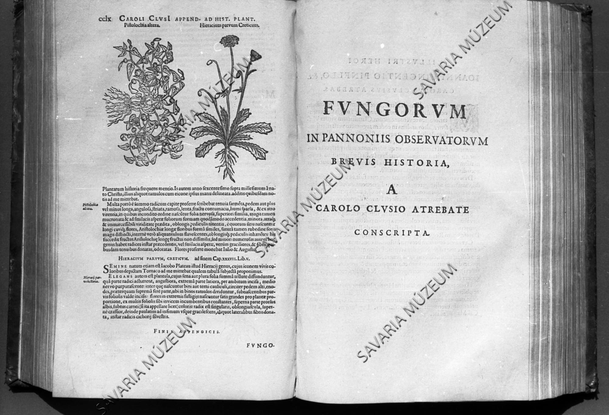 Clusius: Fungorum (Savaria Megyei Hatókörű Városi Múzeum, Szombathely CC BY-NC-SA)