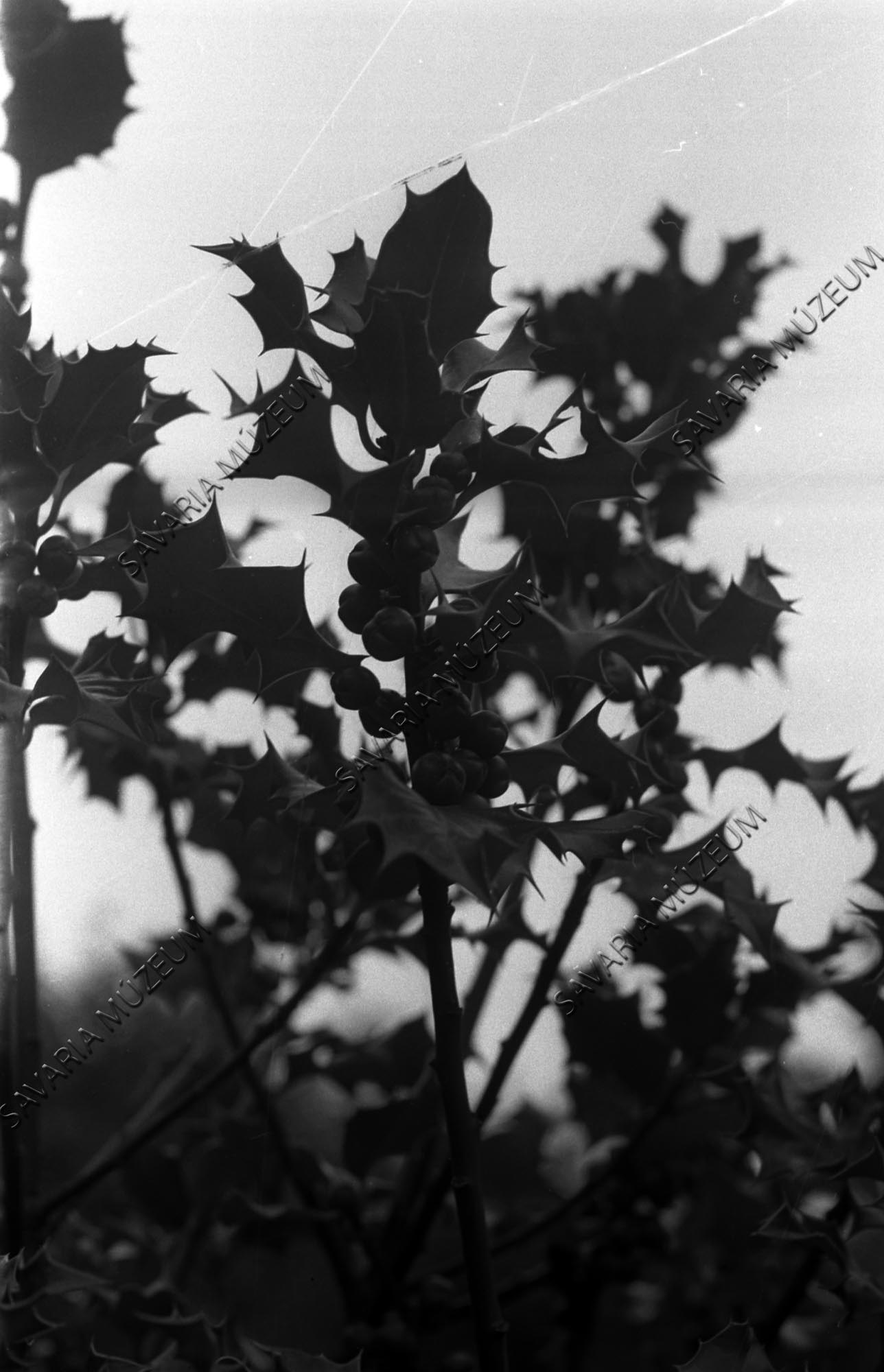 Ilex terméses ága (Savaria Megyei Hatókörű Városi Múzeum, Szombathely CC BY-NC-SA)