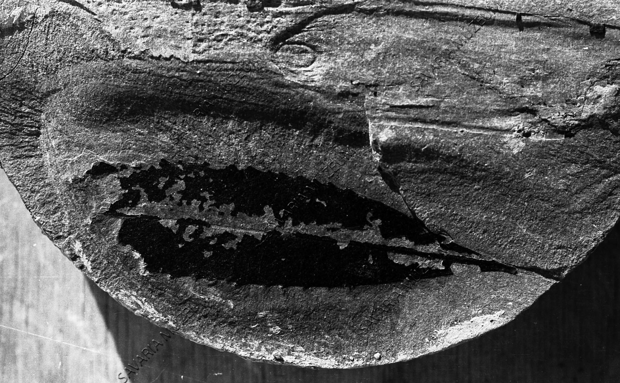 Ceratopetalum myricinum Fried (Savaria Megyei Hatókörű Városi Múzeum, Szombathely CC BY-NC-SA)