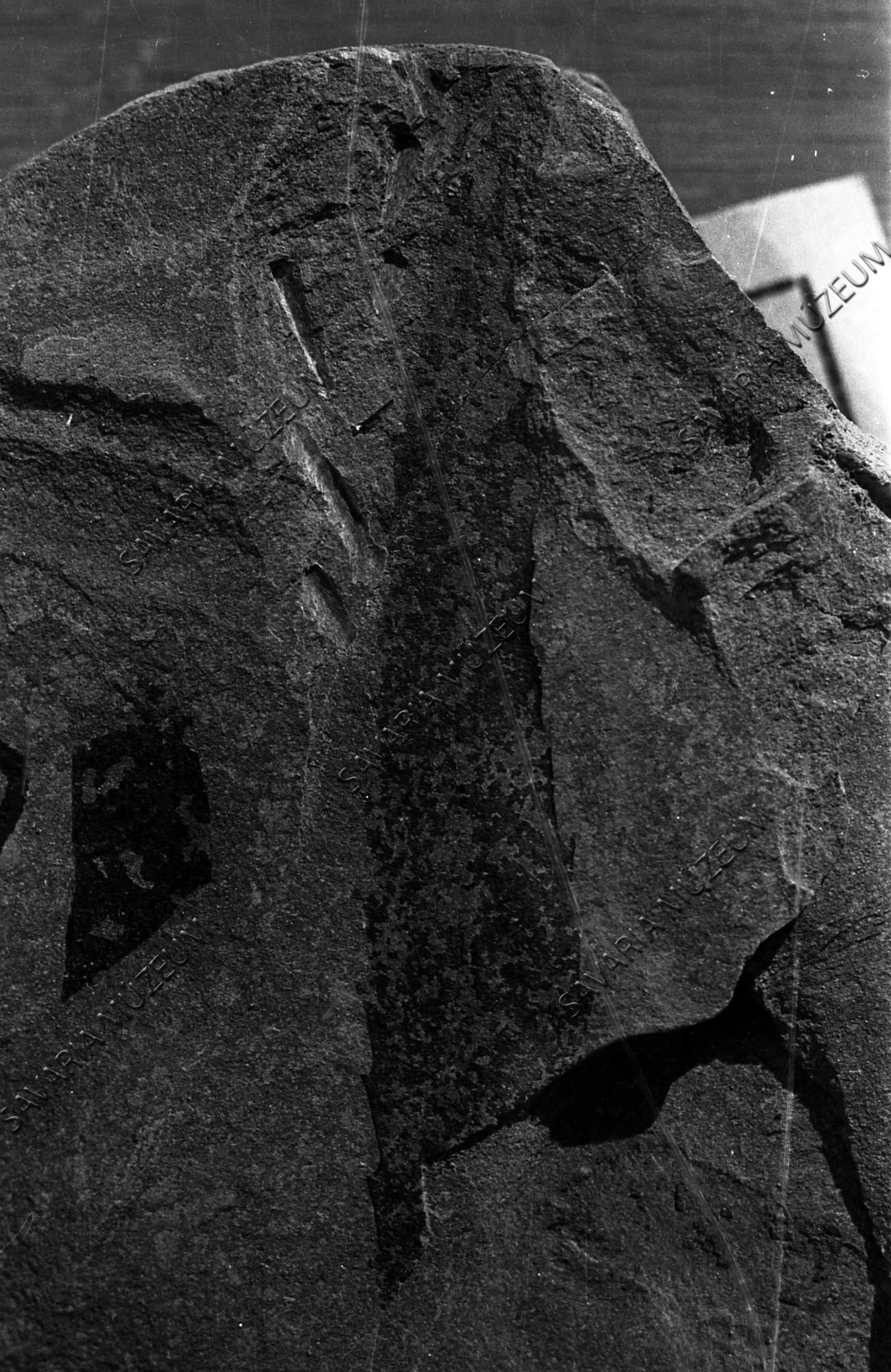 Myrica lignitum (Ung.) Sap. (Savaria Megyei Hatókörű Városi Múzeum, Szombathely CC BY-NC-SA)
