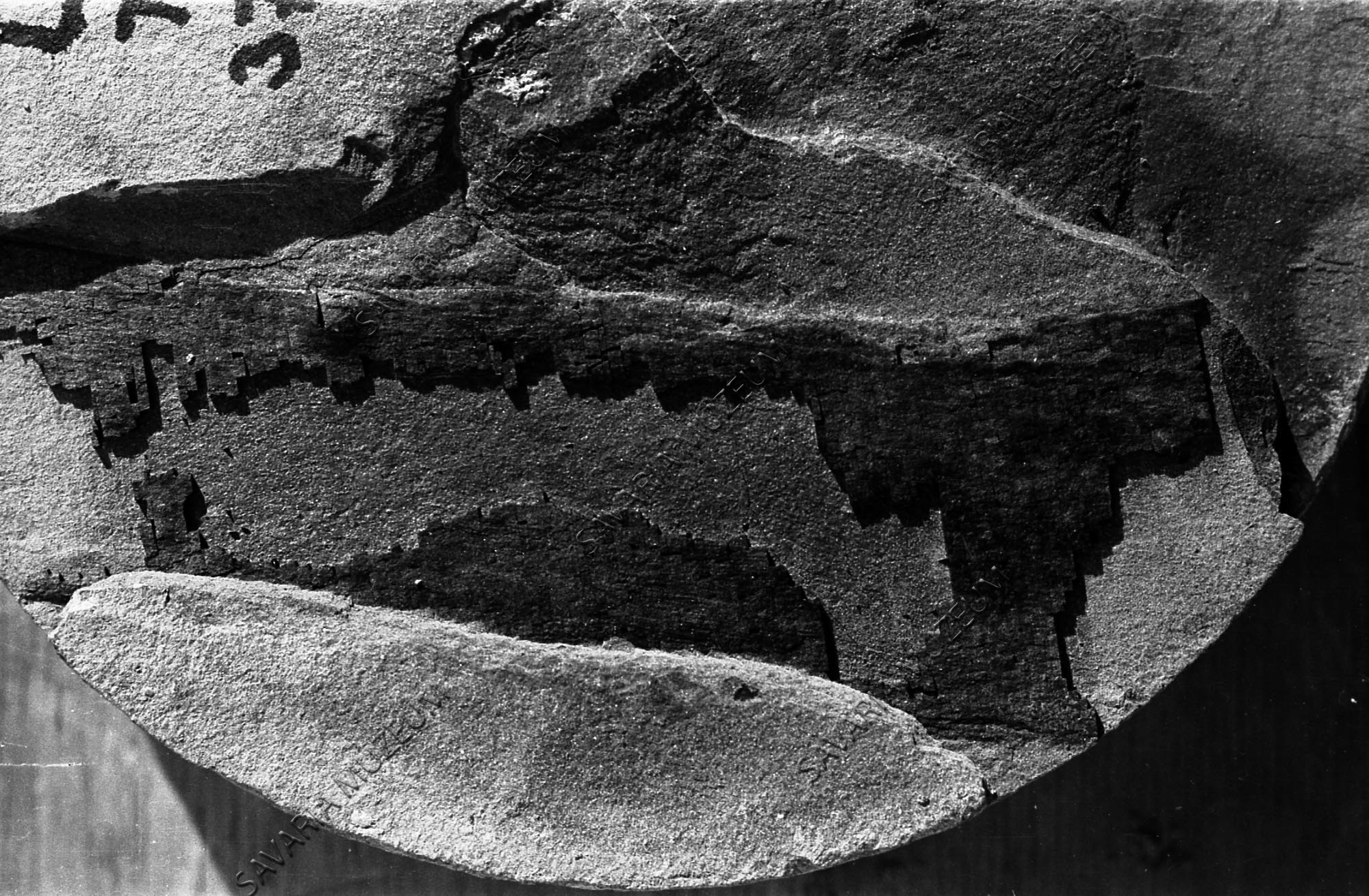 Egyszikű szár szenesedett maradványa (Savaria Megyei Hatókörű Városi Múzeum, Szombathely CC BY-NC-SA)