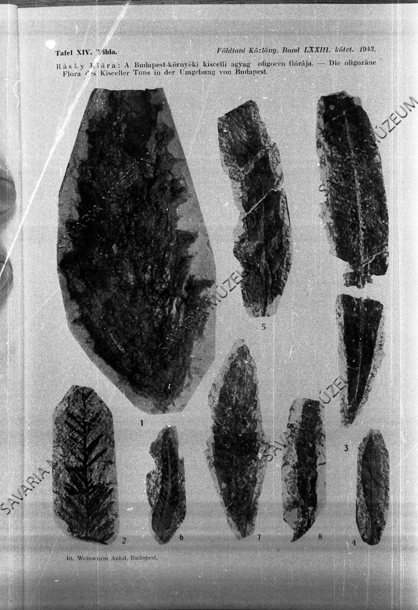 Rásky: Budapest oligocén növények (Savaria Megyei Hatókörű Városi Múzeum, Szombathely CC BY-NC-SA)