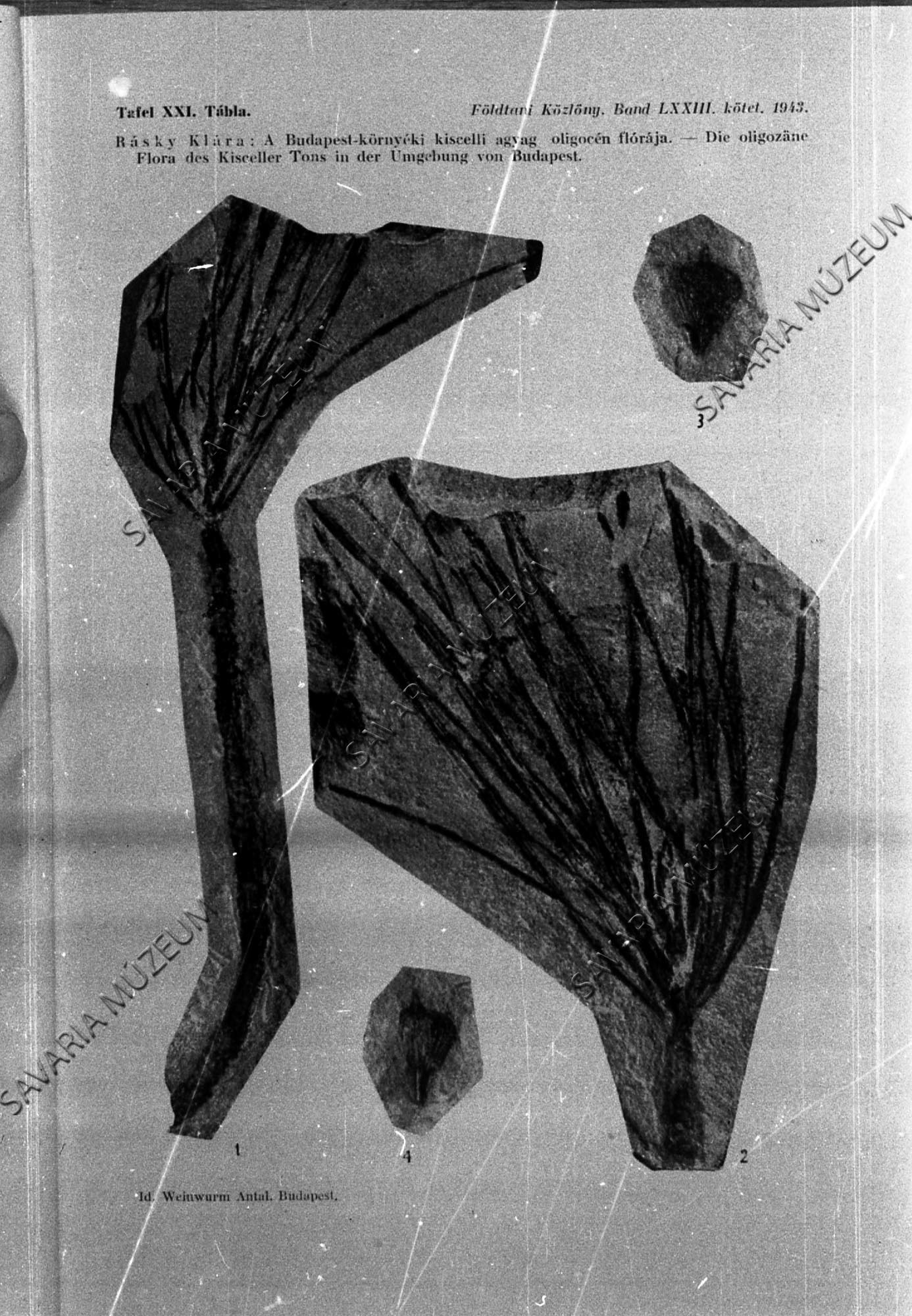 Rásky: Budapest oligocén növényei (Savaria Megyei Hatókörű Városi Múzeum, Szombathely CC BY-NC-SA)