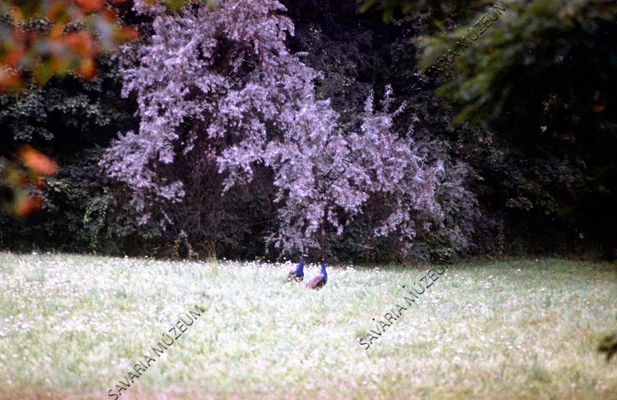 Pávák a parkban (Savaria Megyei Hatókörű Városi Múzeum, Szombathely CC BY-NC-SA)