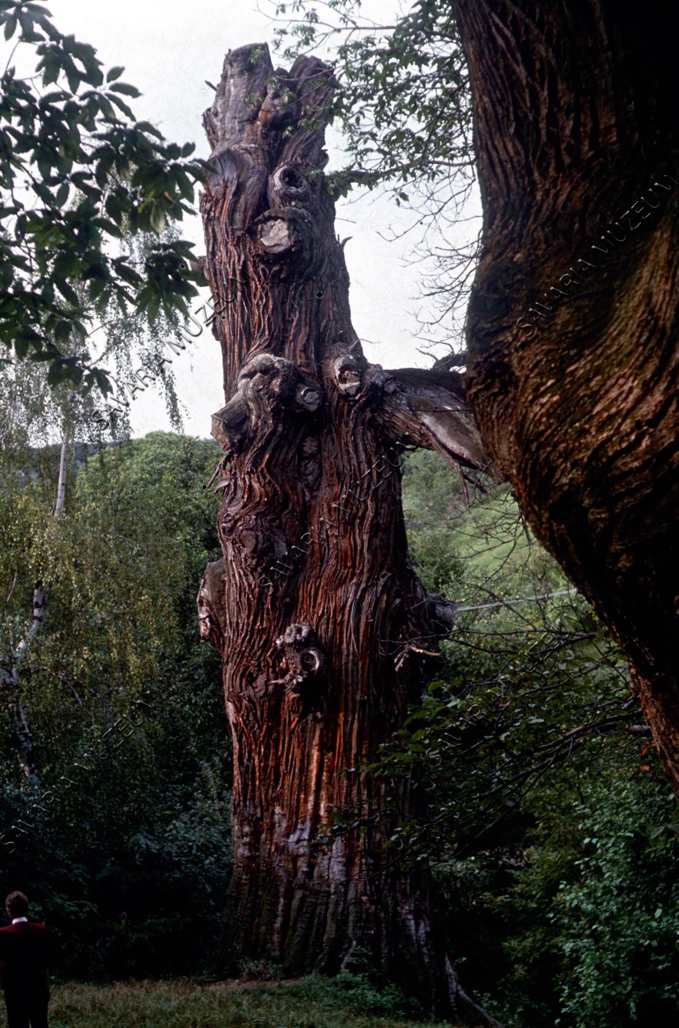Király-völgyi gesztenye (Savaria Megyei Hatókörű Városi Múzeum, Szombathely CC BY-NC-SA)