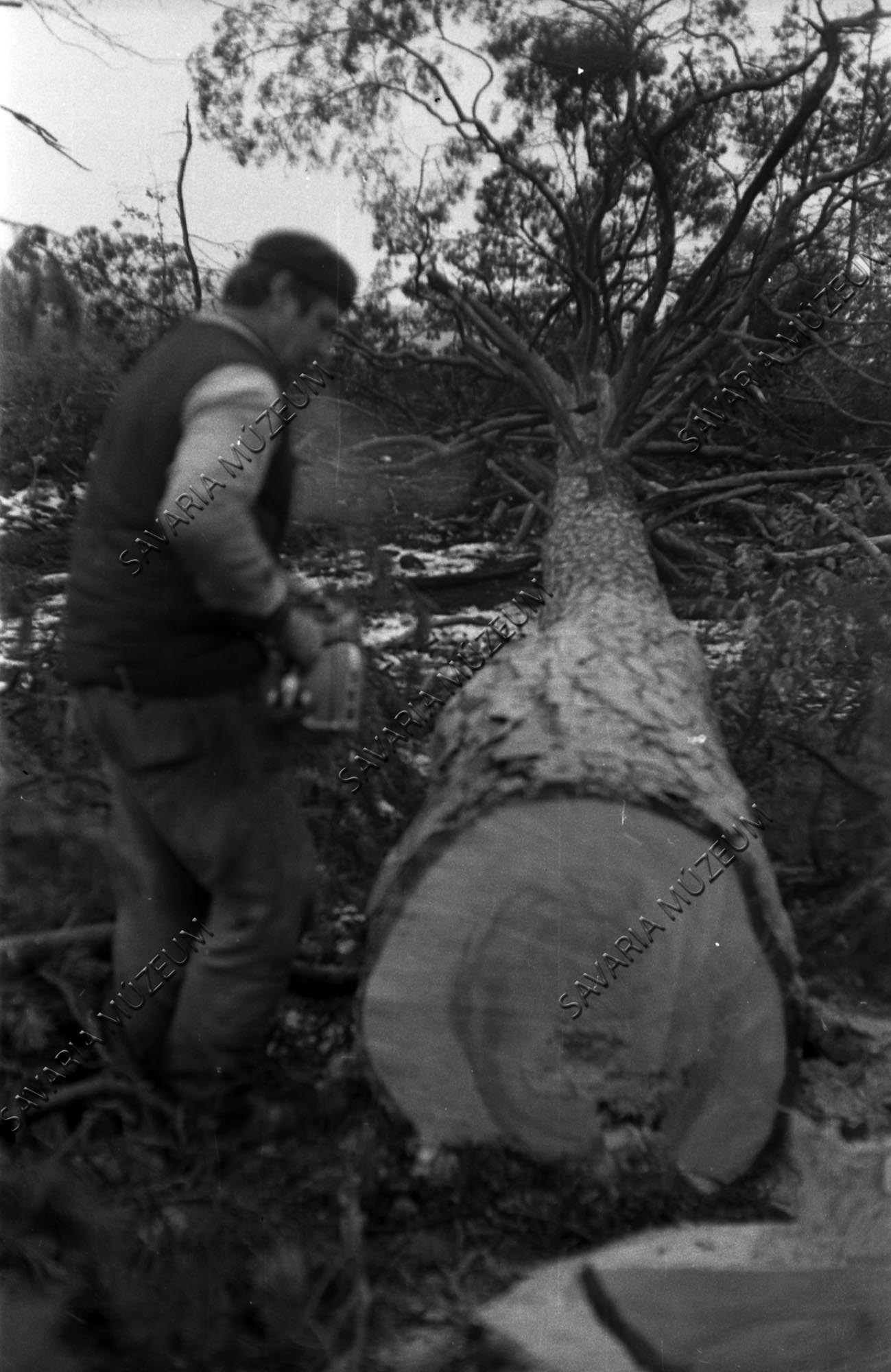 Pinus silvestrisről mintakorong levágása (Savaria Megyei Hatókörű Városi Múzeum, Szombathely CC BY-NC-SA)