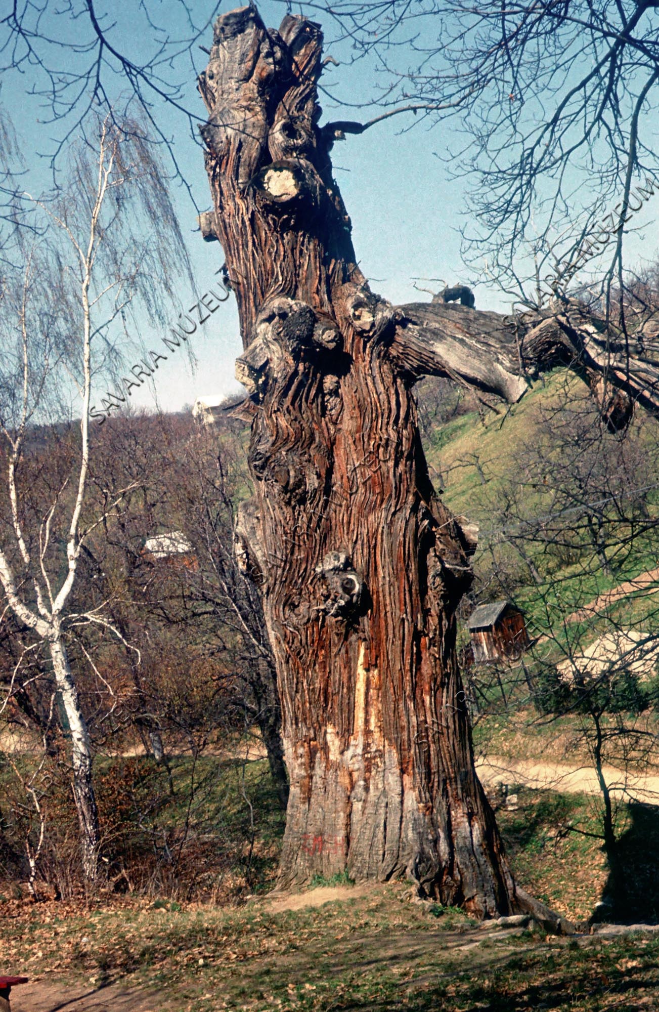 Király-völgyi gesztenye (Savaria Megyei Hatókörű Városi Múzeum, Szombathely CC BY-NC-SA)